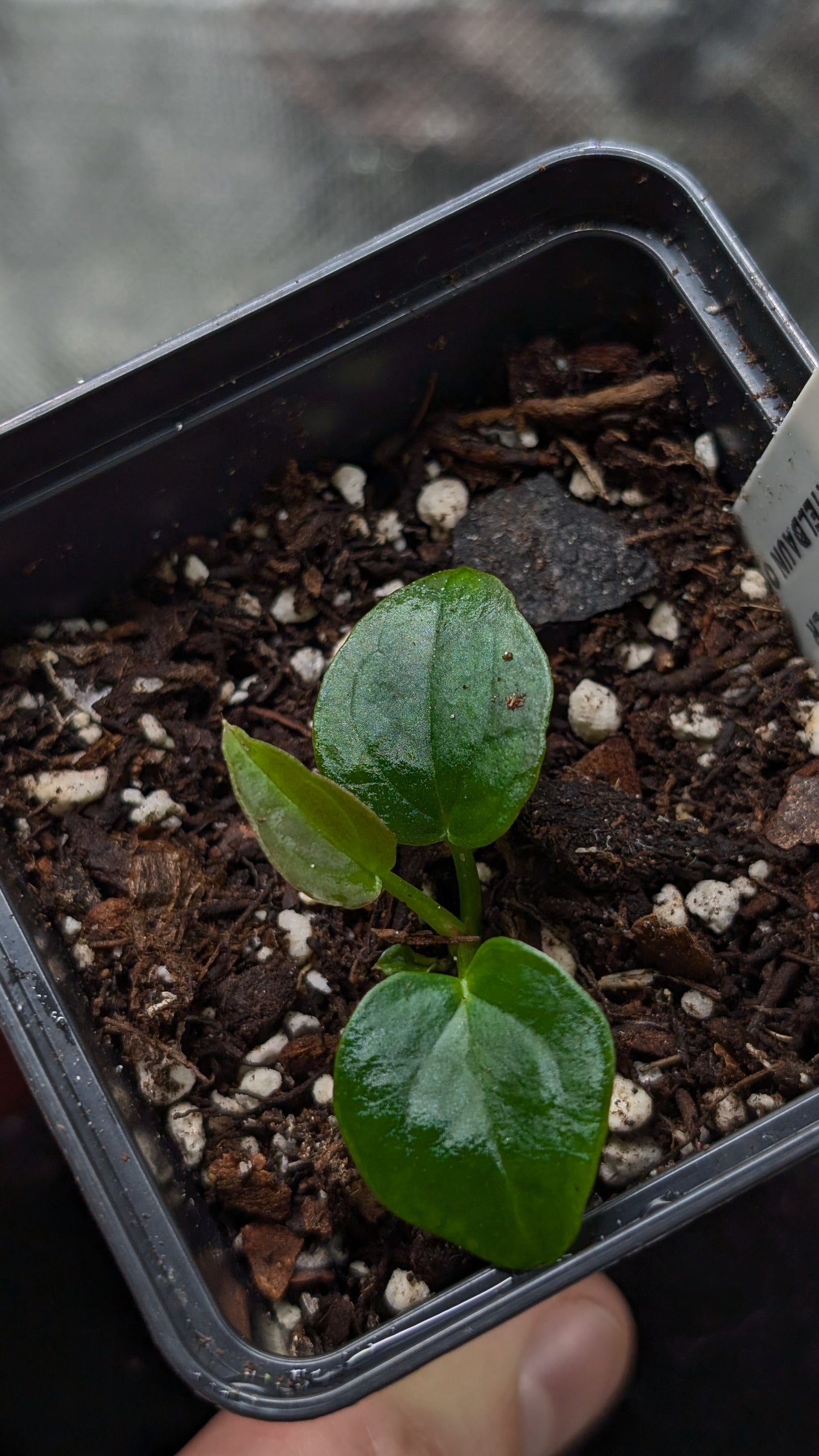 Anthurium Red Spider CLONE