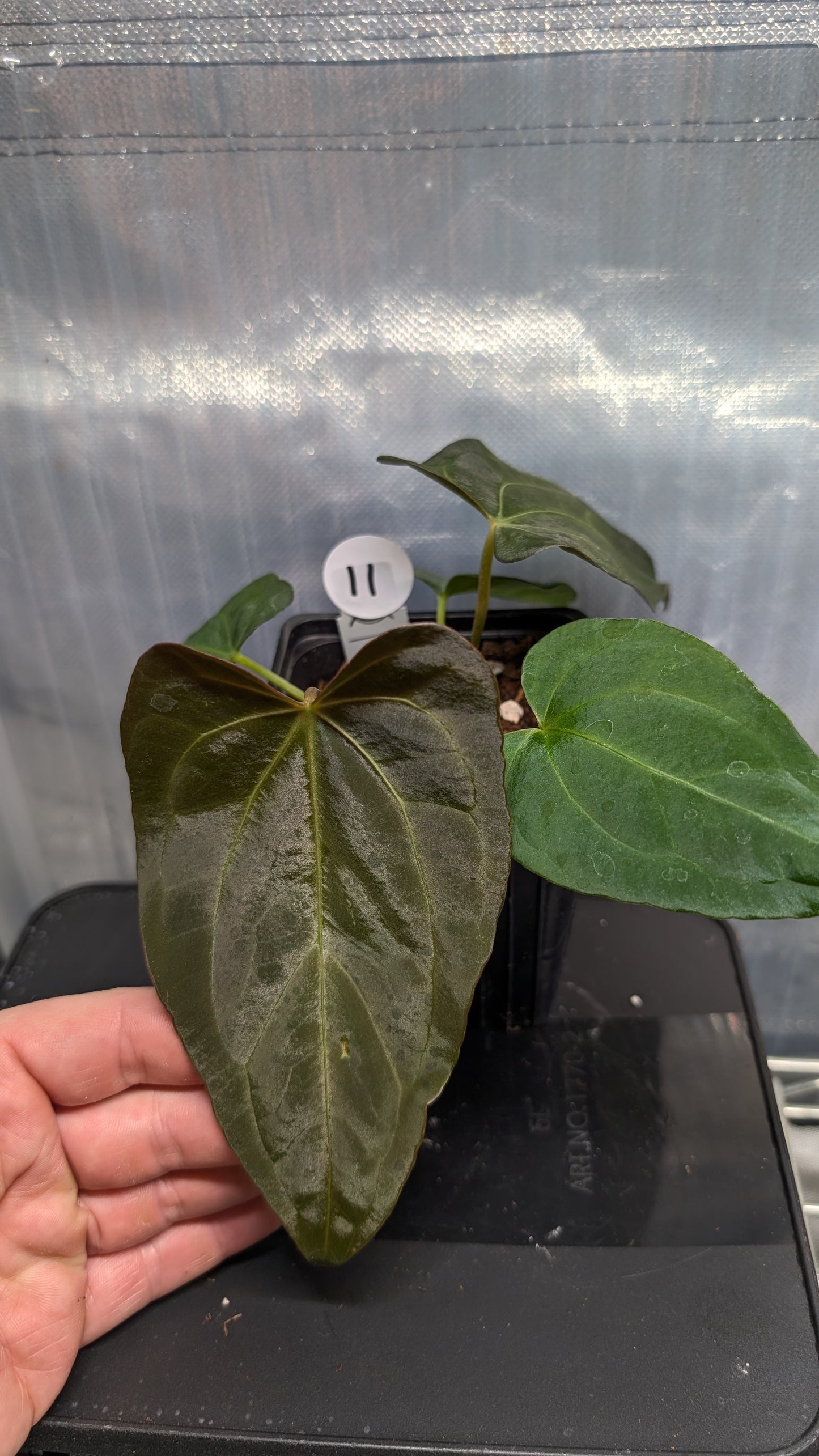 Anthurium Silver Blush Mint variegated x Papillilaminum 'Daniel'