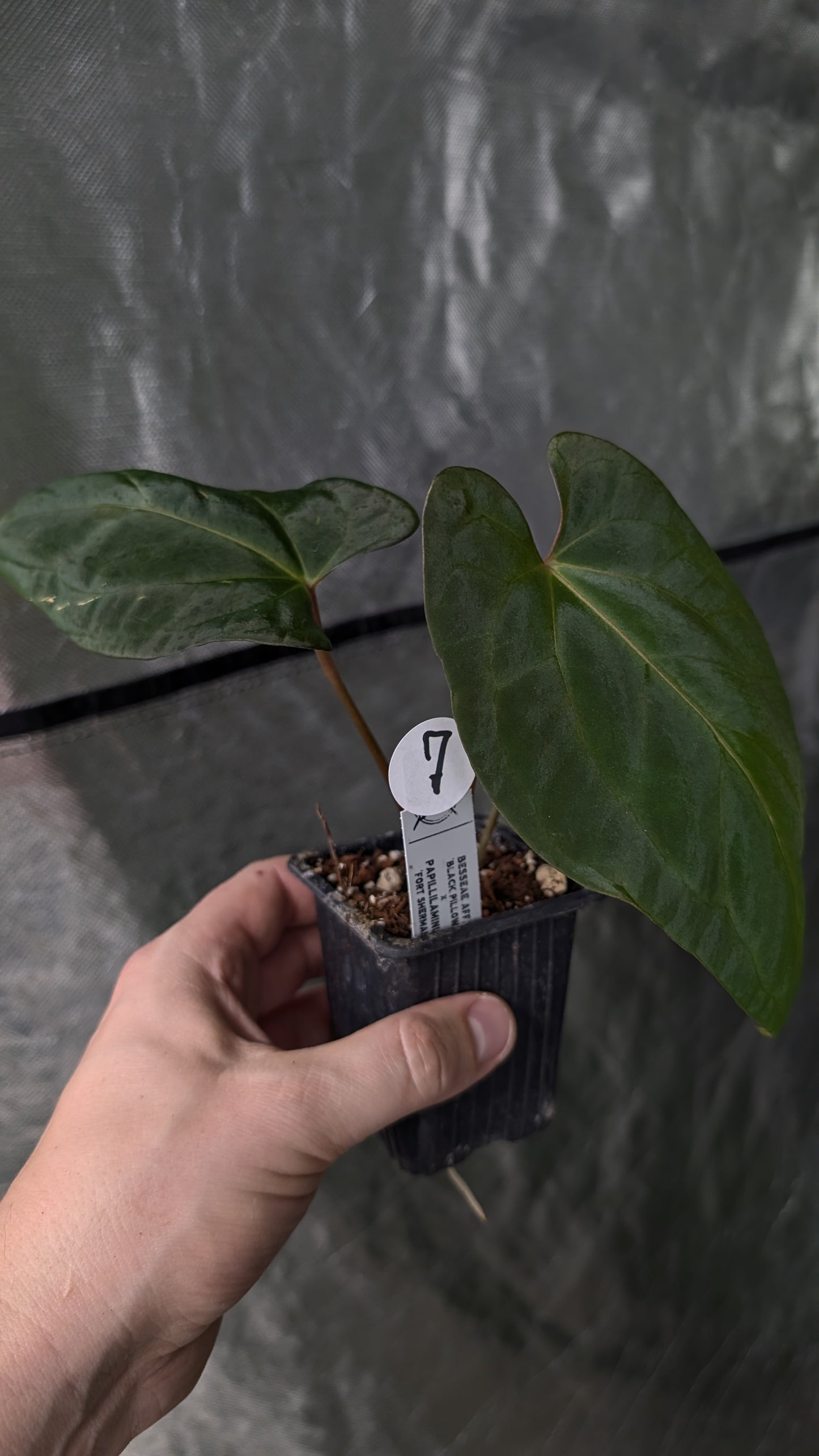 Anthurium Besseae aff 'Black Pillow' x Papillilaminum 'Fort Sherman'