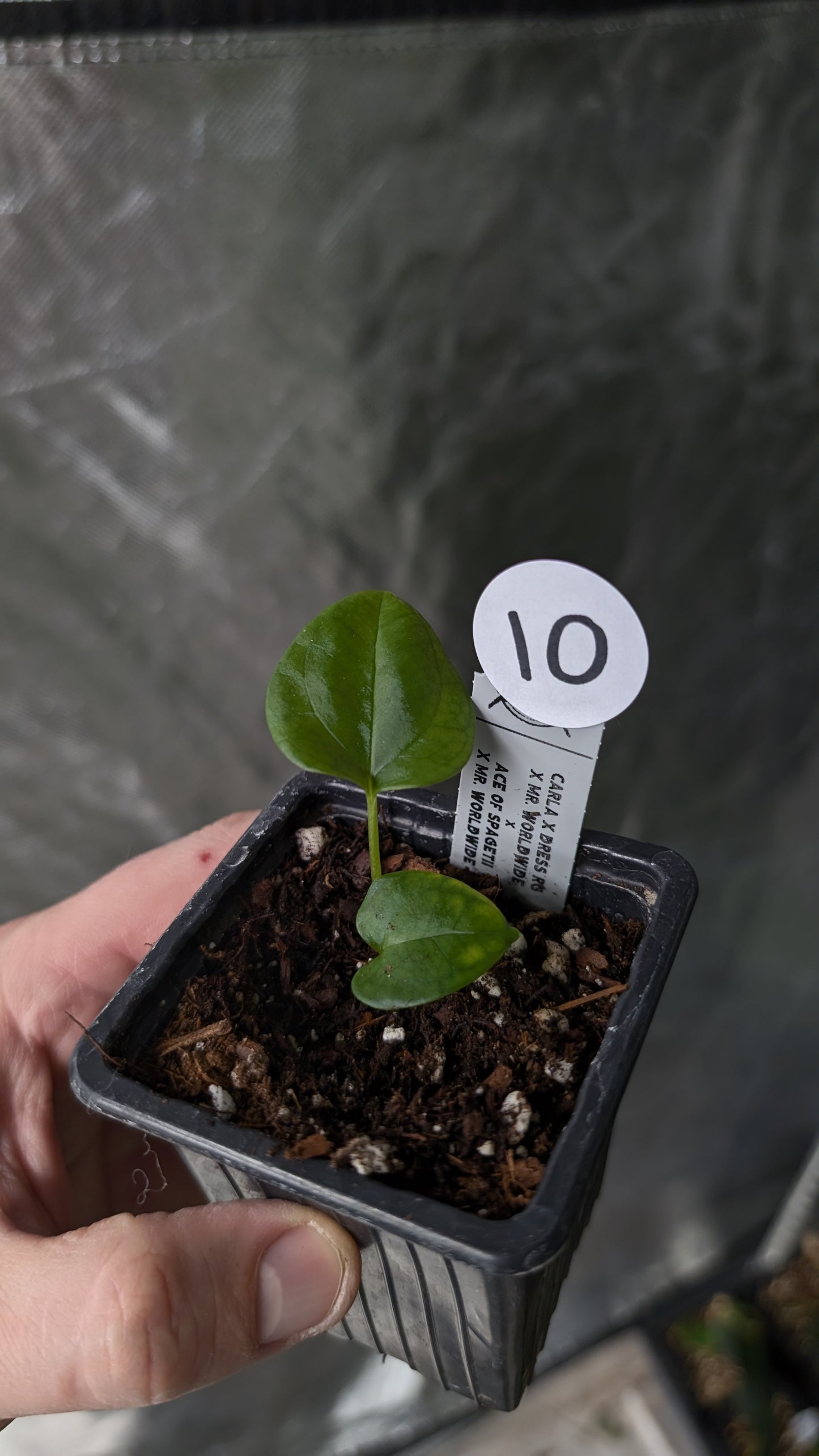 Anthurium [Carlablackiae x Dressleri Rio Guanche x Mr. Worldwide] x [Ace of Spagetii x Mr Worldwide]