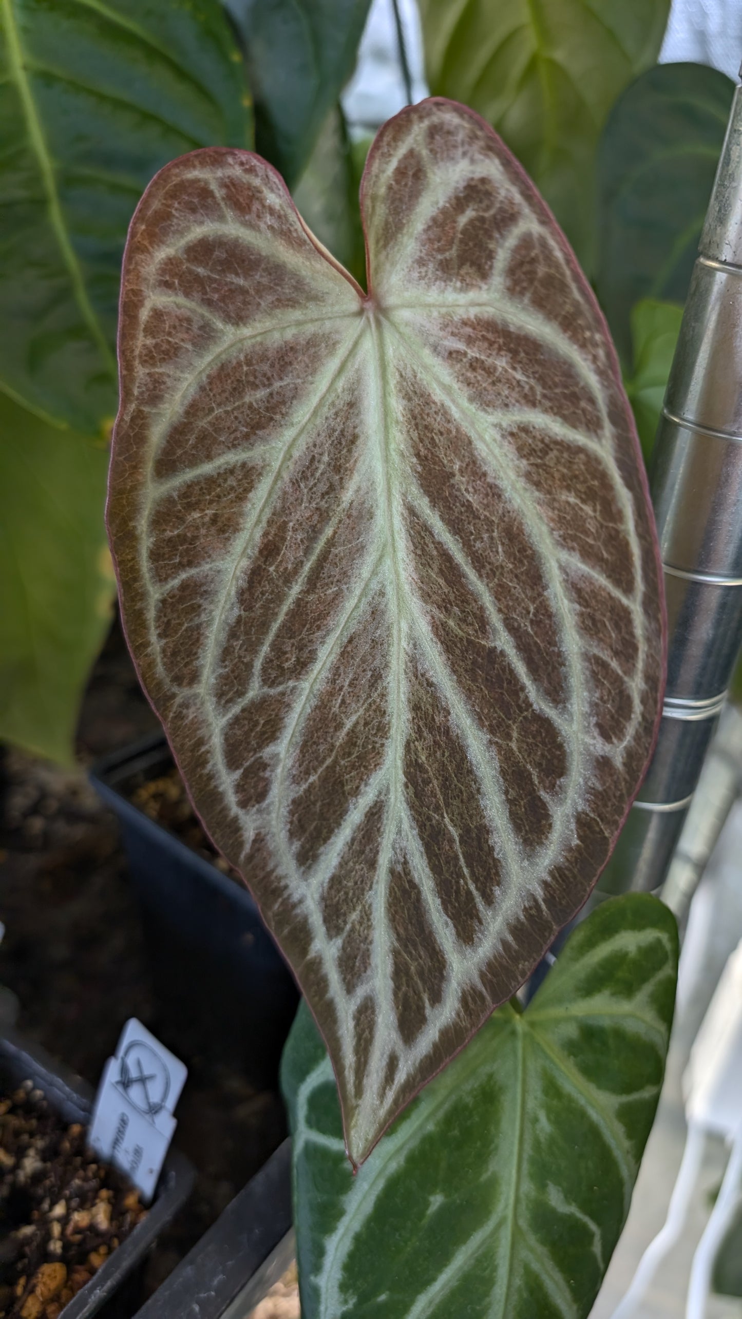 Anthurium Silver Blush Mint x Papillilaminum 'Daniel'
