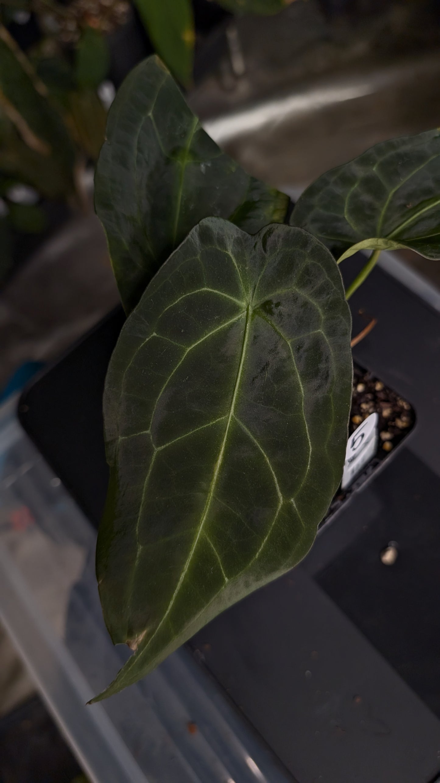 Anthurium Ace of Spagetii F2