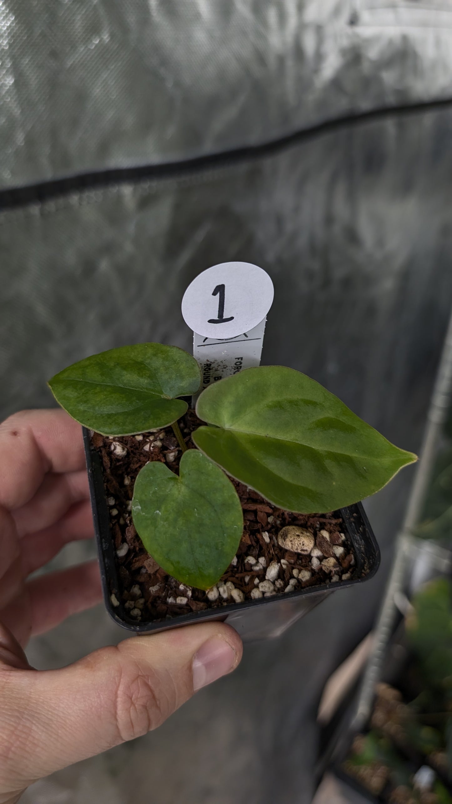 Anthurium Forgetii dark form x BVEP 'Round x Felix'