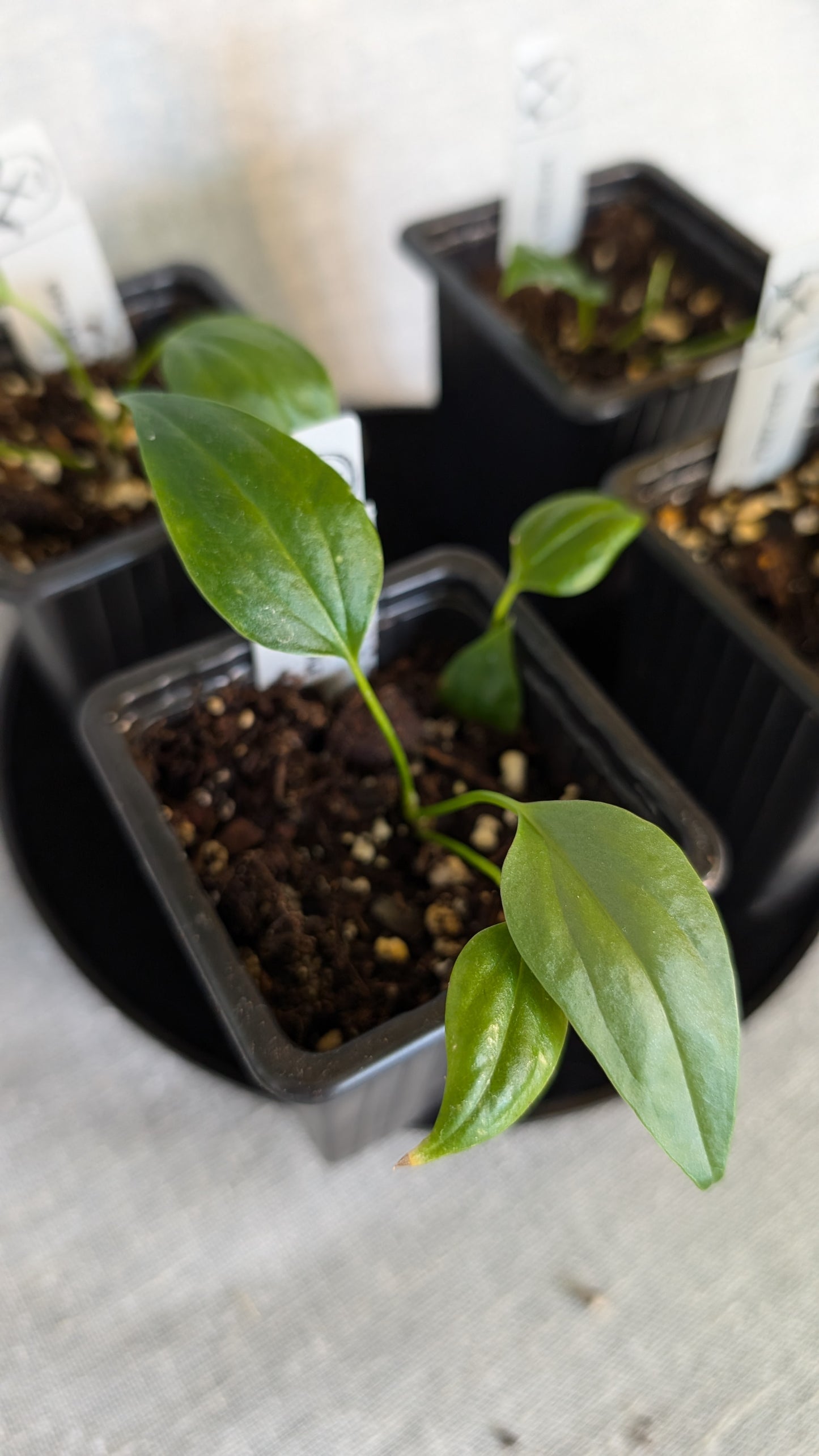 Anthurium Spectabile