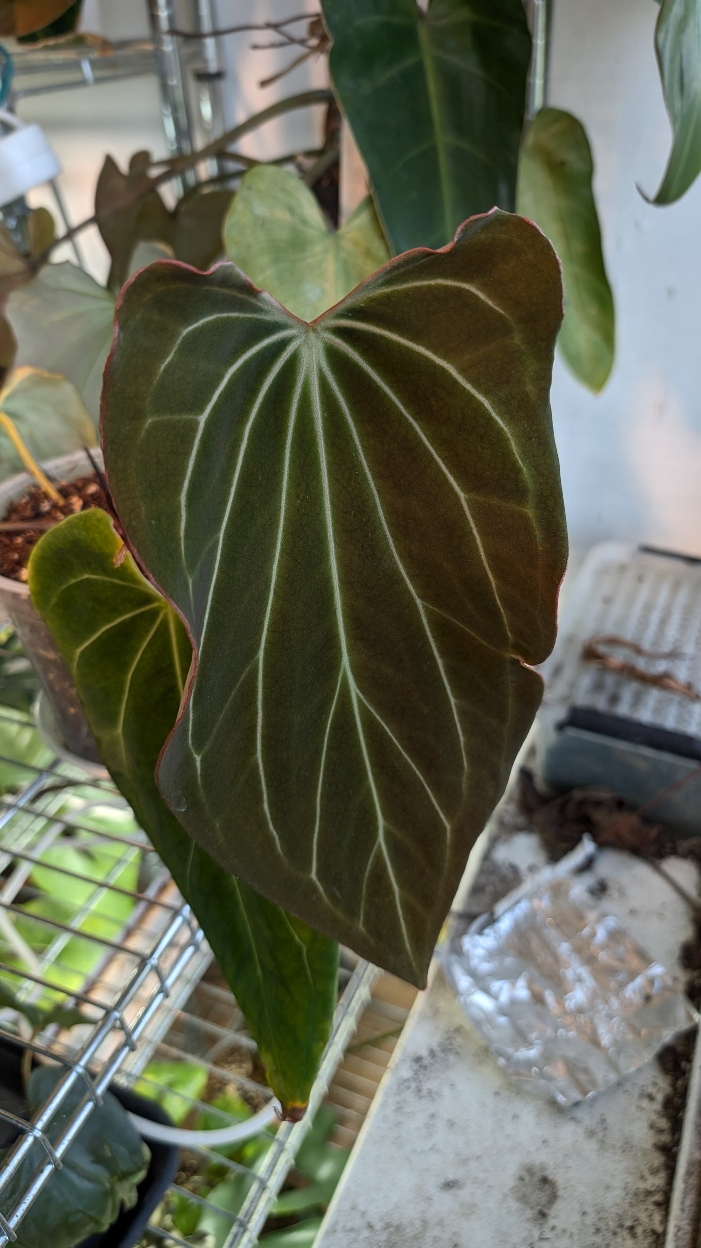 Anthurium Black Widow 13 x 43 clone