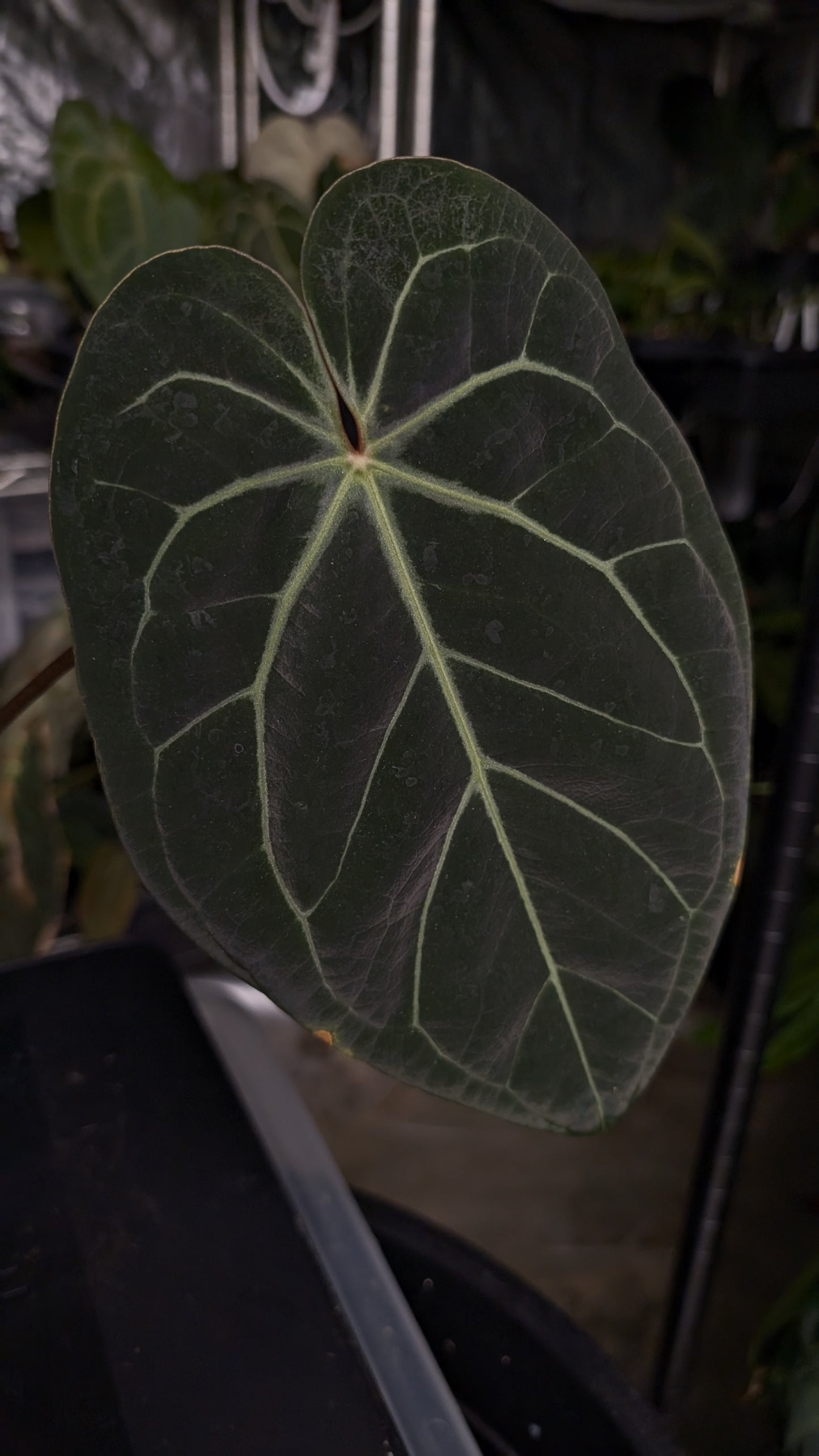 Anthurium Doc Block Zara x Michelle 'Selected Dark Form' x Besseae aff. 'Black Pillow'