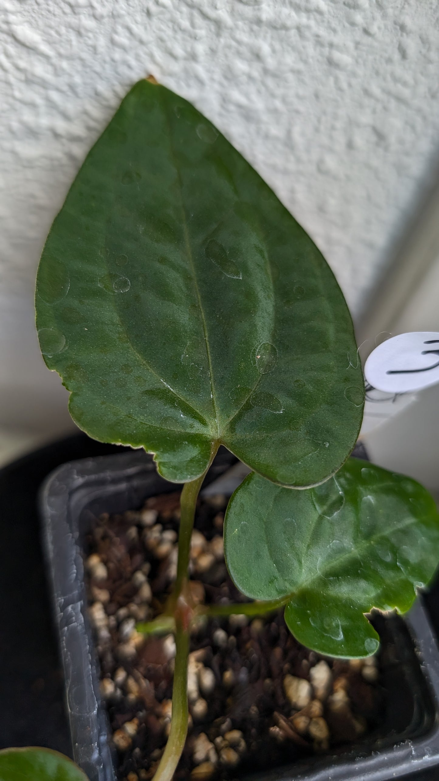Anthurium (Carlablackiae x Dressleri Rio Guanche) X 'Ace of Spagetii'