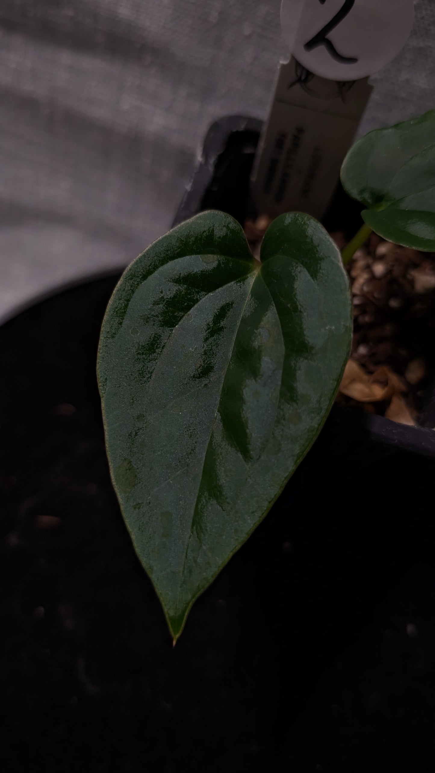 Anthurium Luxurians x Papillilaminum 'Fort Sherman'