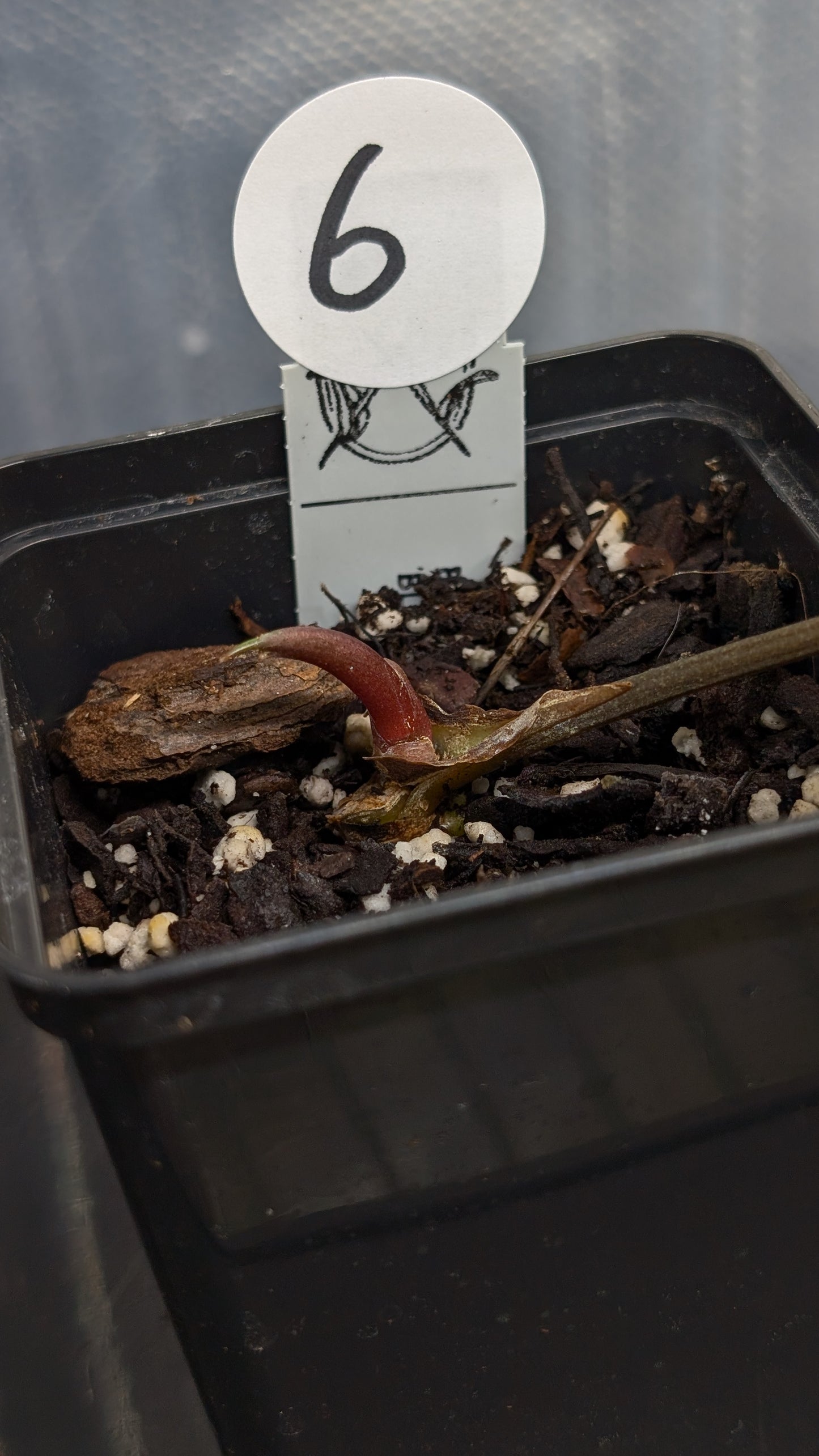 Anthurium Besseae aff. 'Black Pillow'