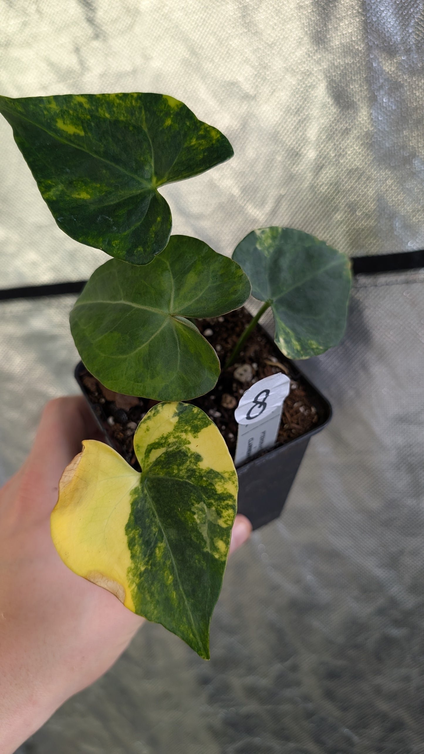 Variegated Anthurium Pterodactyl variegata x Clarinervium