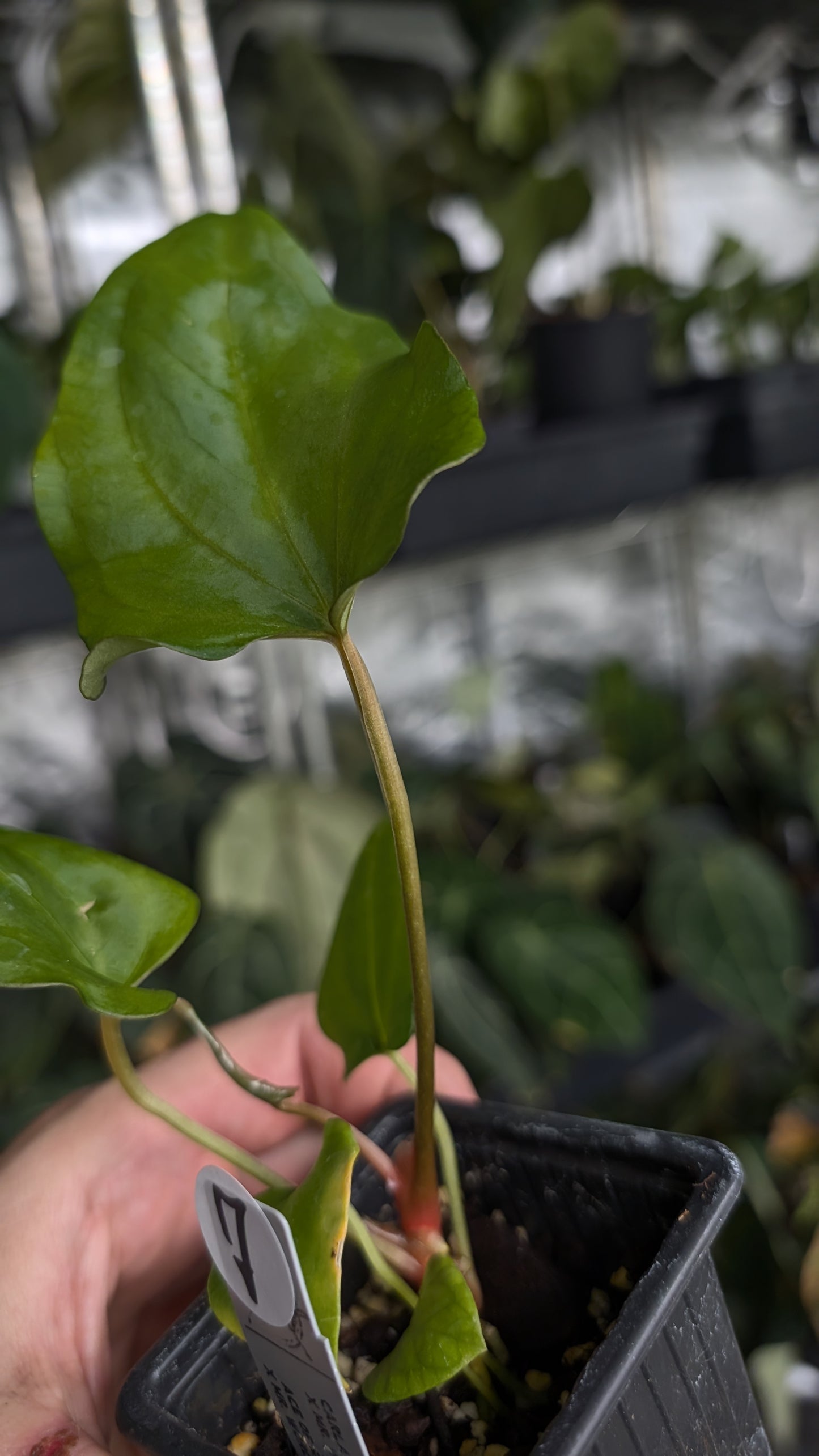 Anthurium [Carlablackiae x Dressleri Rio Guanche x Mr. Worldwide] x [Ace of Spagetii x Mr Worldwide]