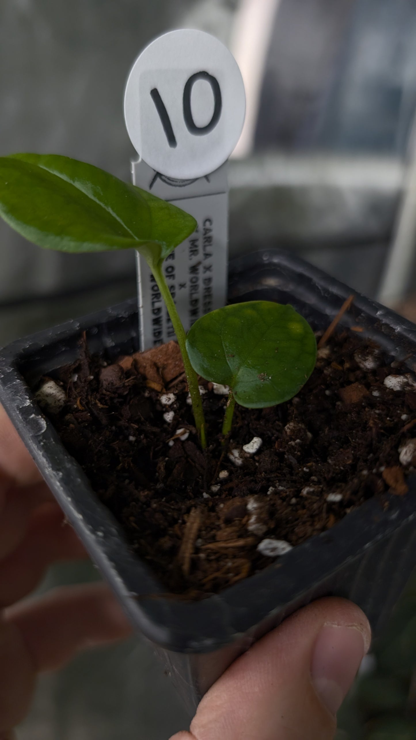 Anthurium [Carlablackiae x Dressleri Rio Guanche x Mr. Worldwide] x [Ace of Spagetii x Mr Worldwide]