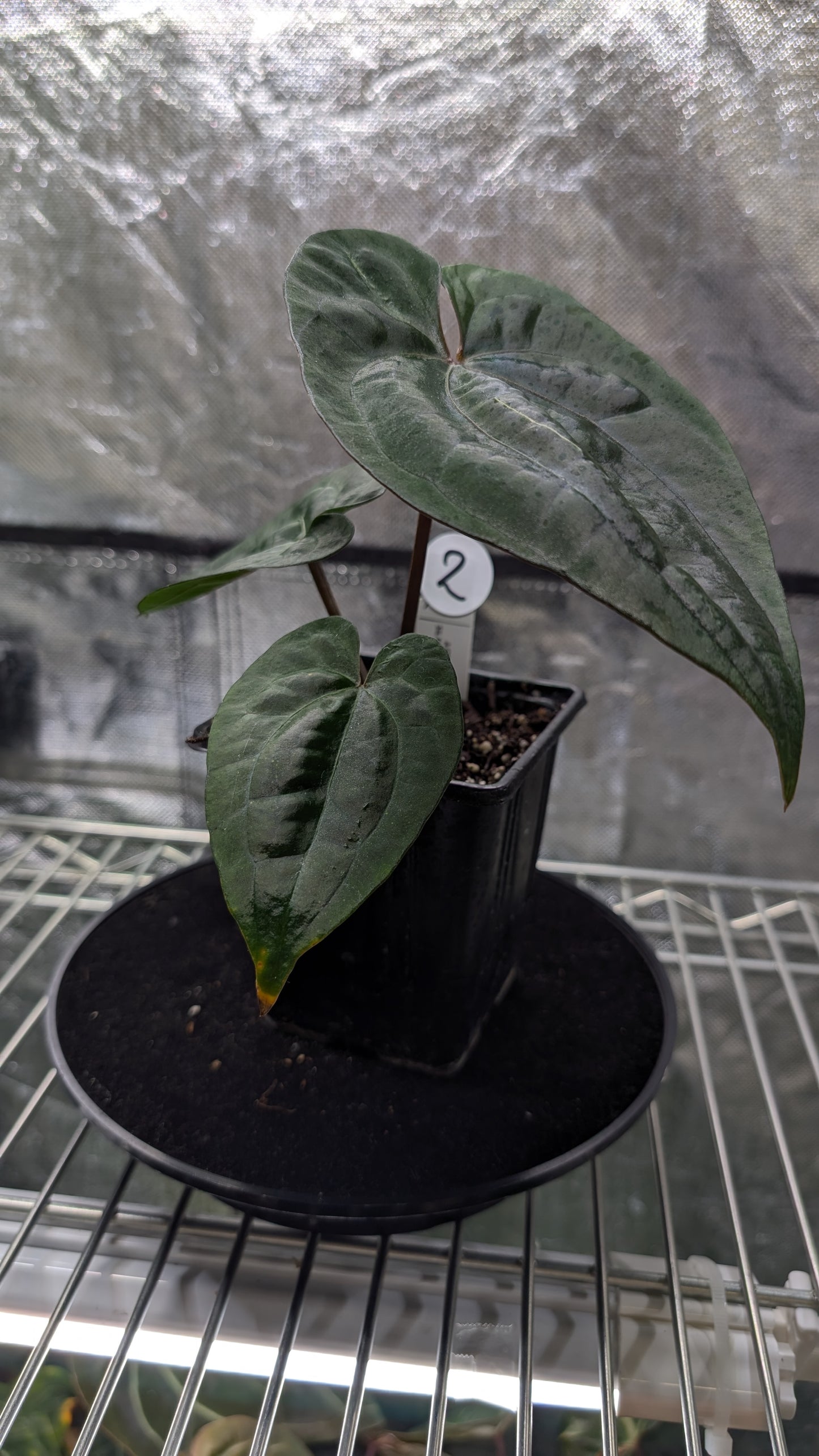 Ace of Spades SKG 'Ribbed Petiole' Clone/offset