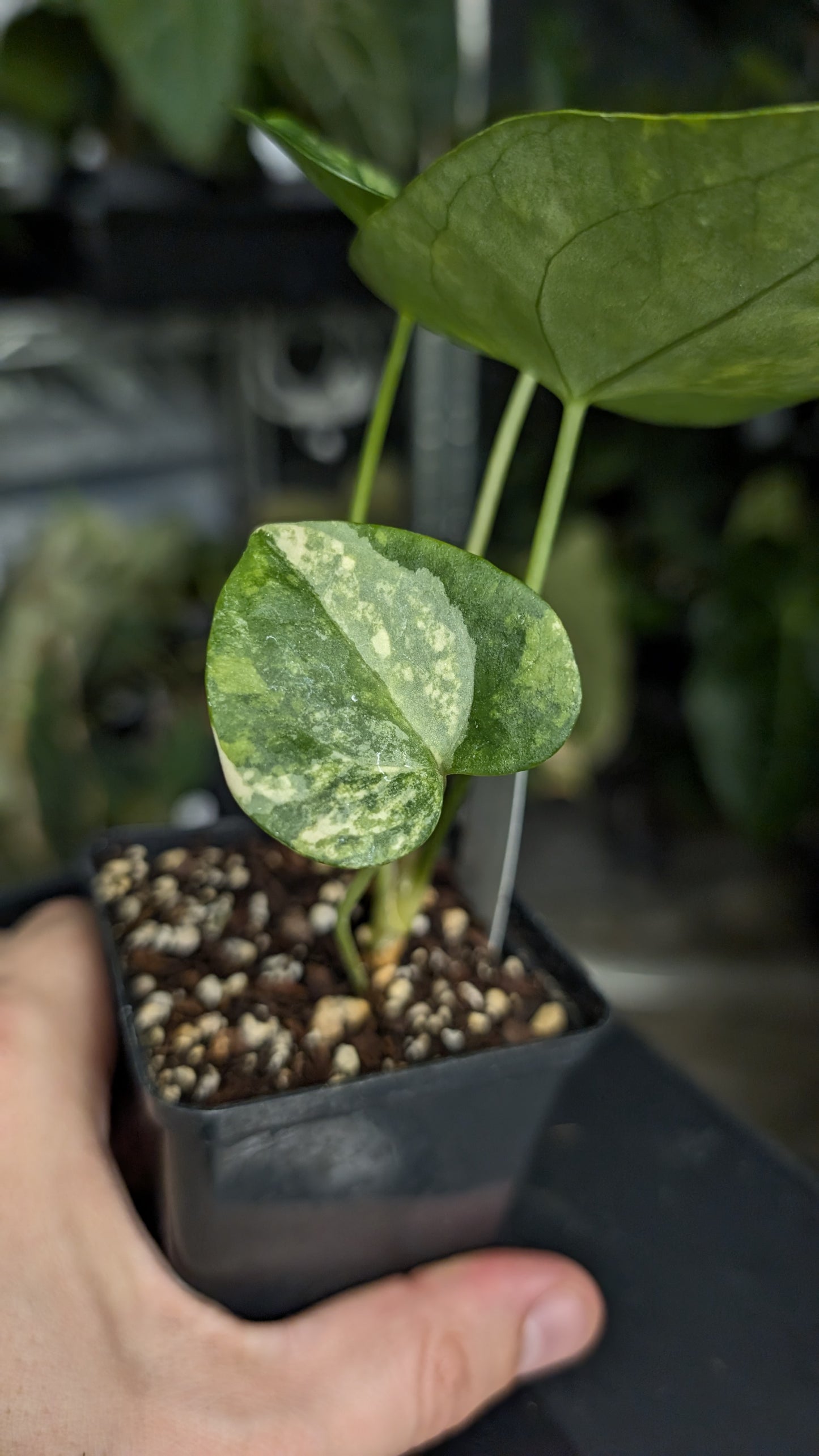 Variegated Anthurium Pterodactyl variegata x Clarinervium