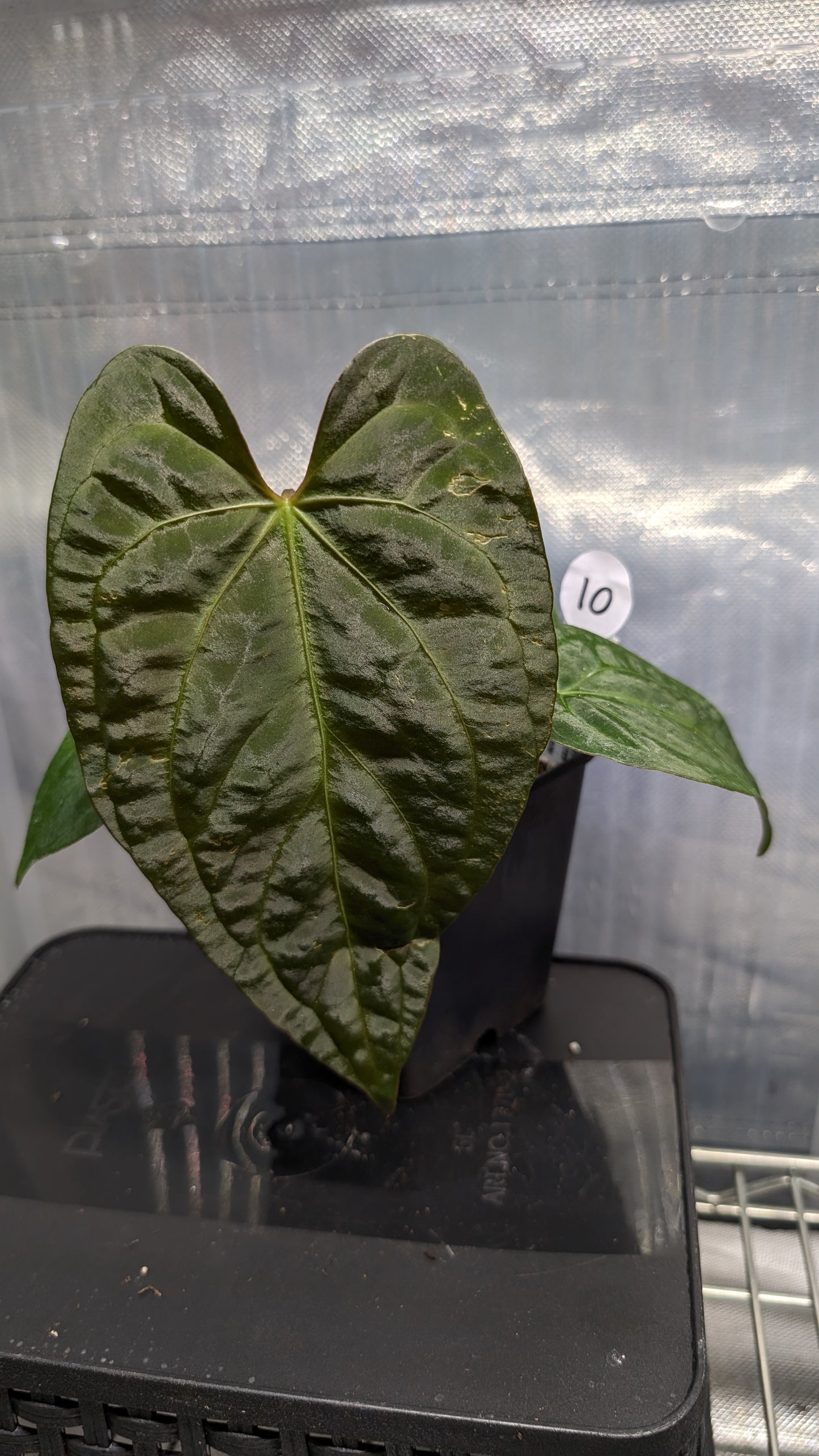 Anthurium Silver Blush Mint variegated x Papillilaminum 'Daniel'