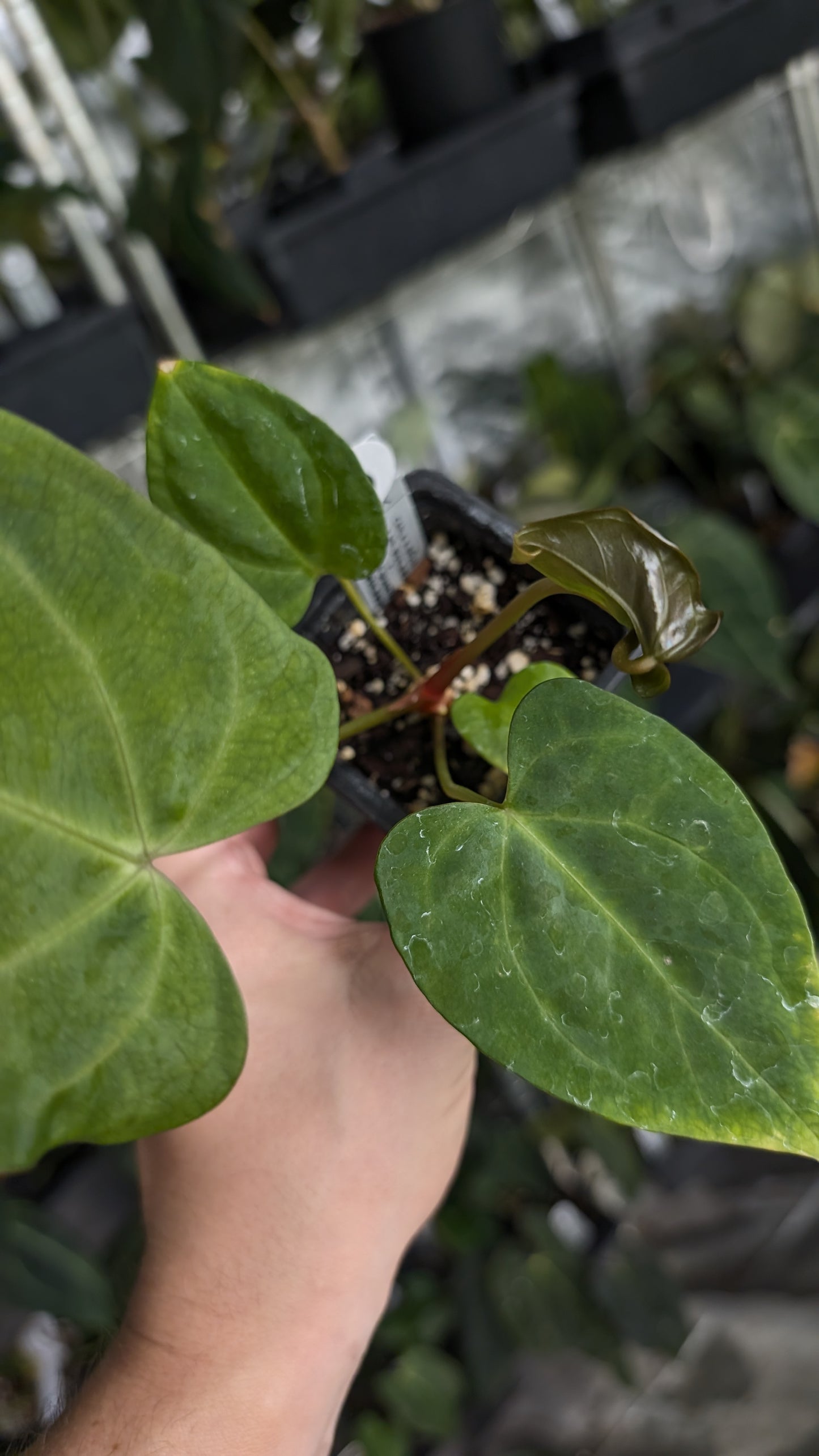 Anthurium [Carlablackiae x Dressleri Rio Guanche x Mr. Worldwide] x [Ace of Spagetii x Mr Worldwide]