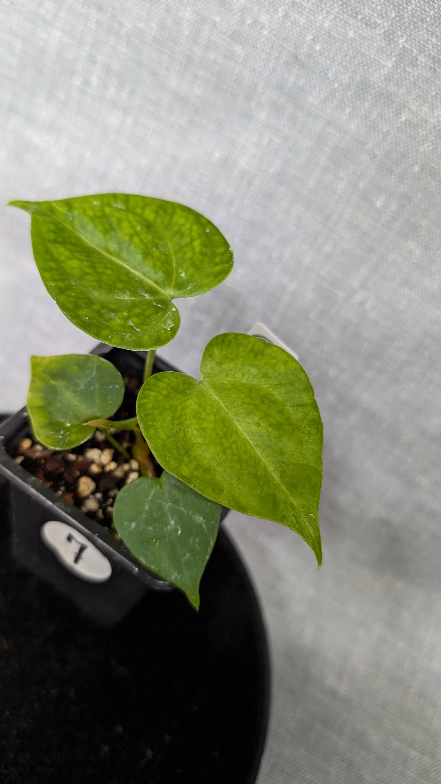 Anthurium Pterodactyl variegata x Clarinervium (or x self)