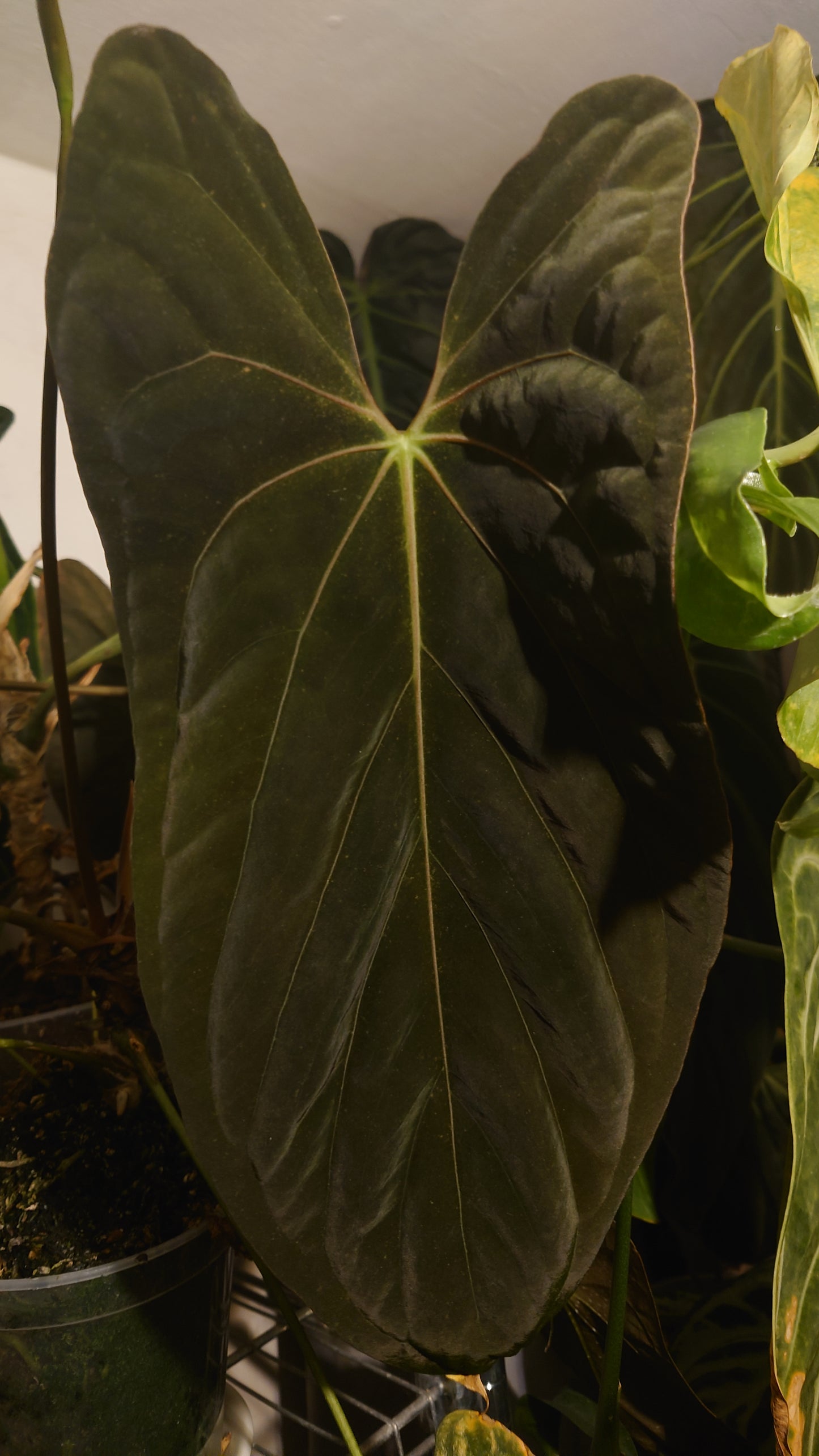 Anthurium Ace of Spagetii x Papillilaminum 'Fort Sherman'