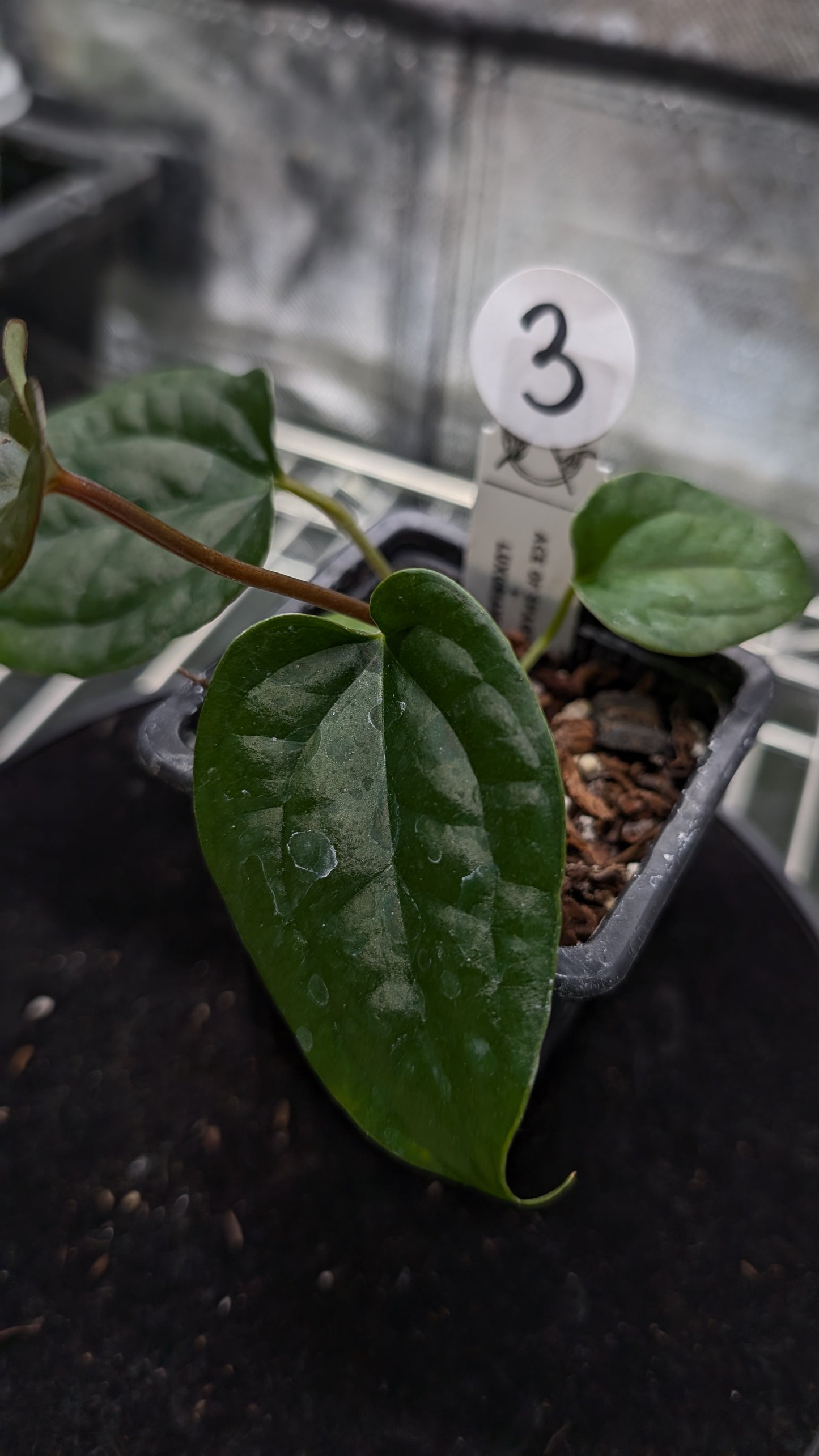 Anthurium 'Ace of Spagetii' x Luxurians
