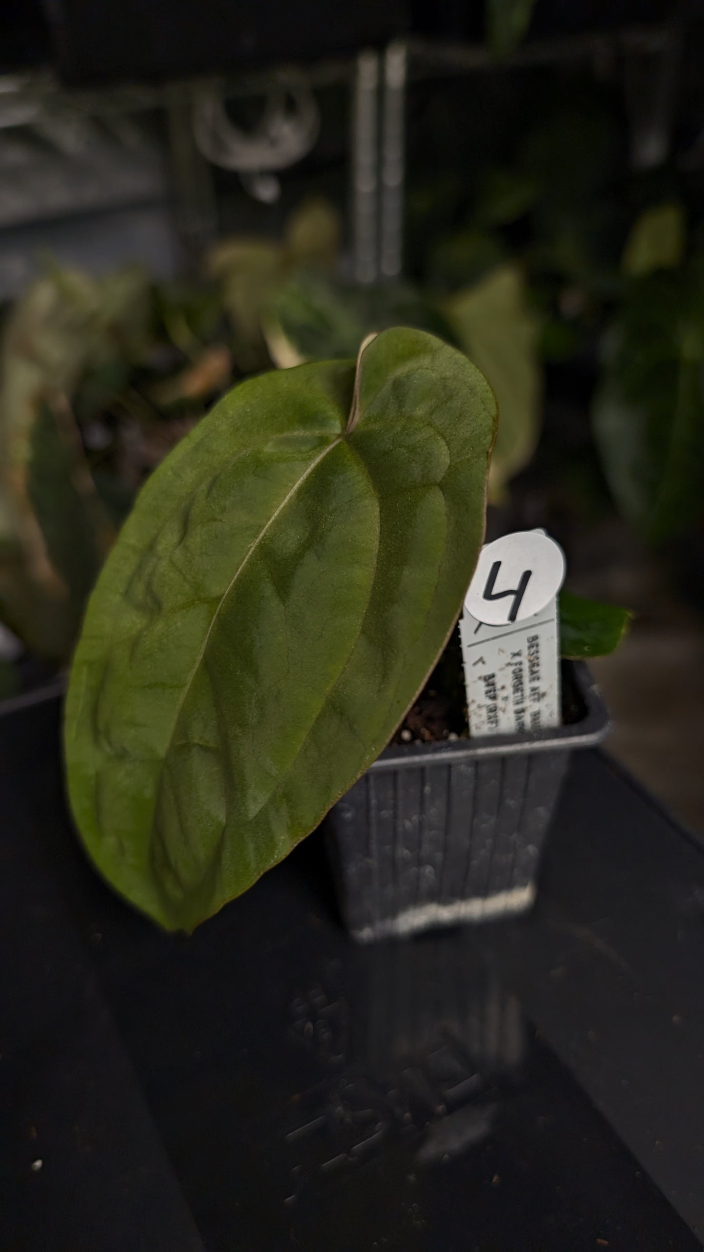 Anthurium [Besseae aff. x Forgetii dark] x BVEP Round x Felix