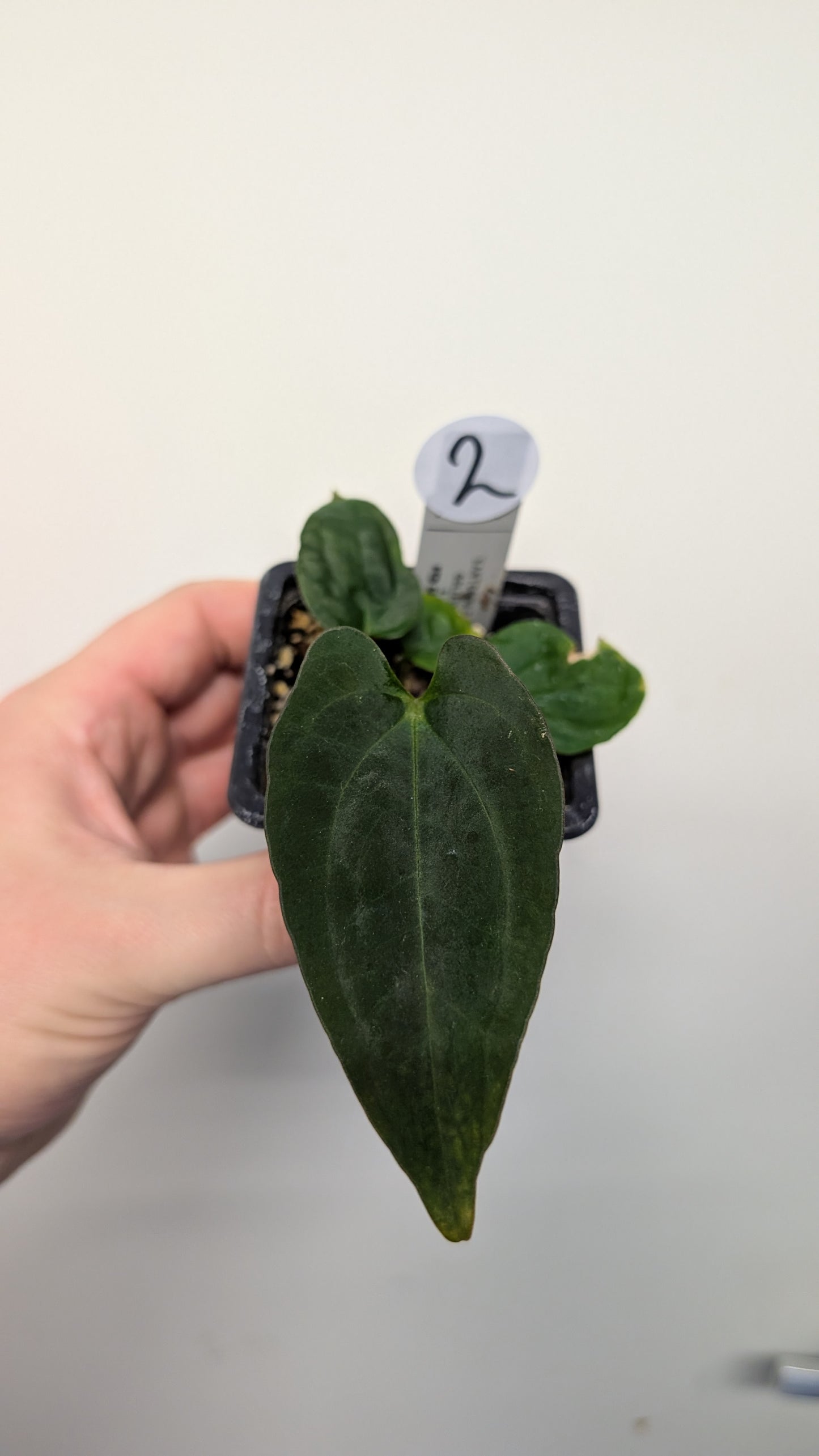 Anthurium Goliath x Red Spider