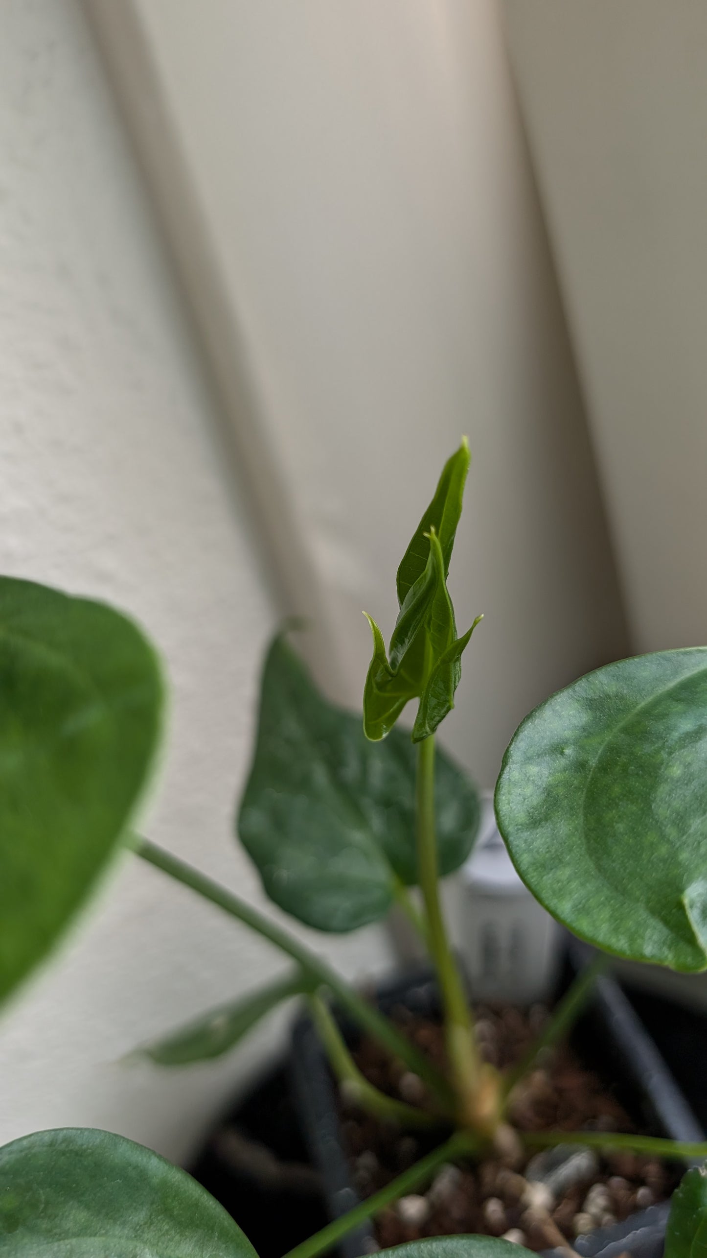 Anthurium Pterodactyl x self
