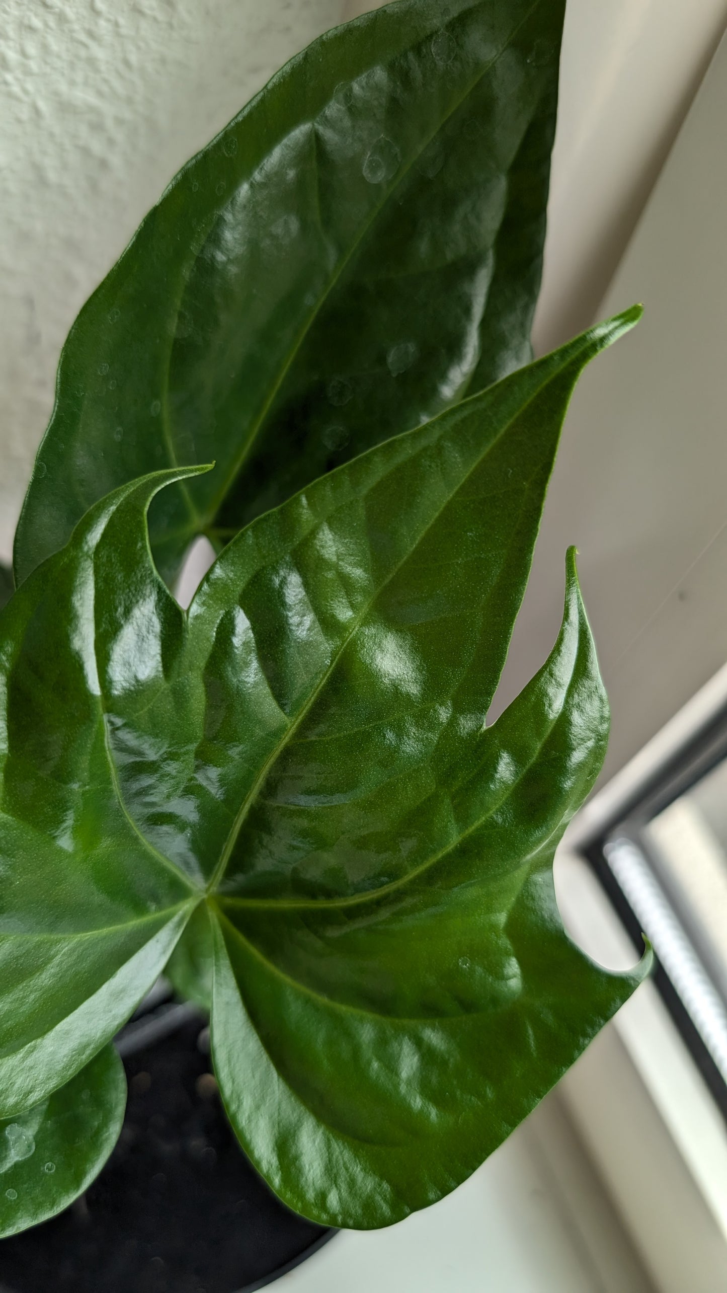 Anthurium Pterodactyl x self