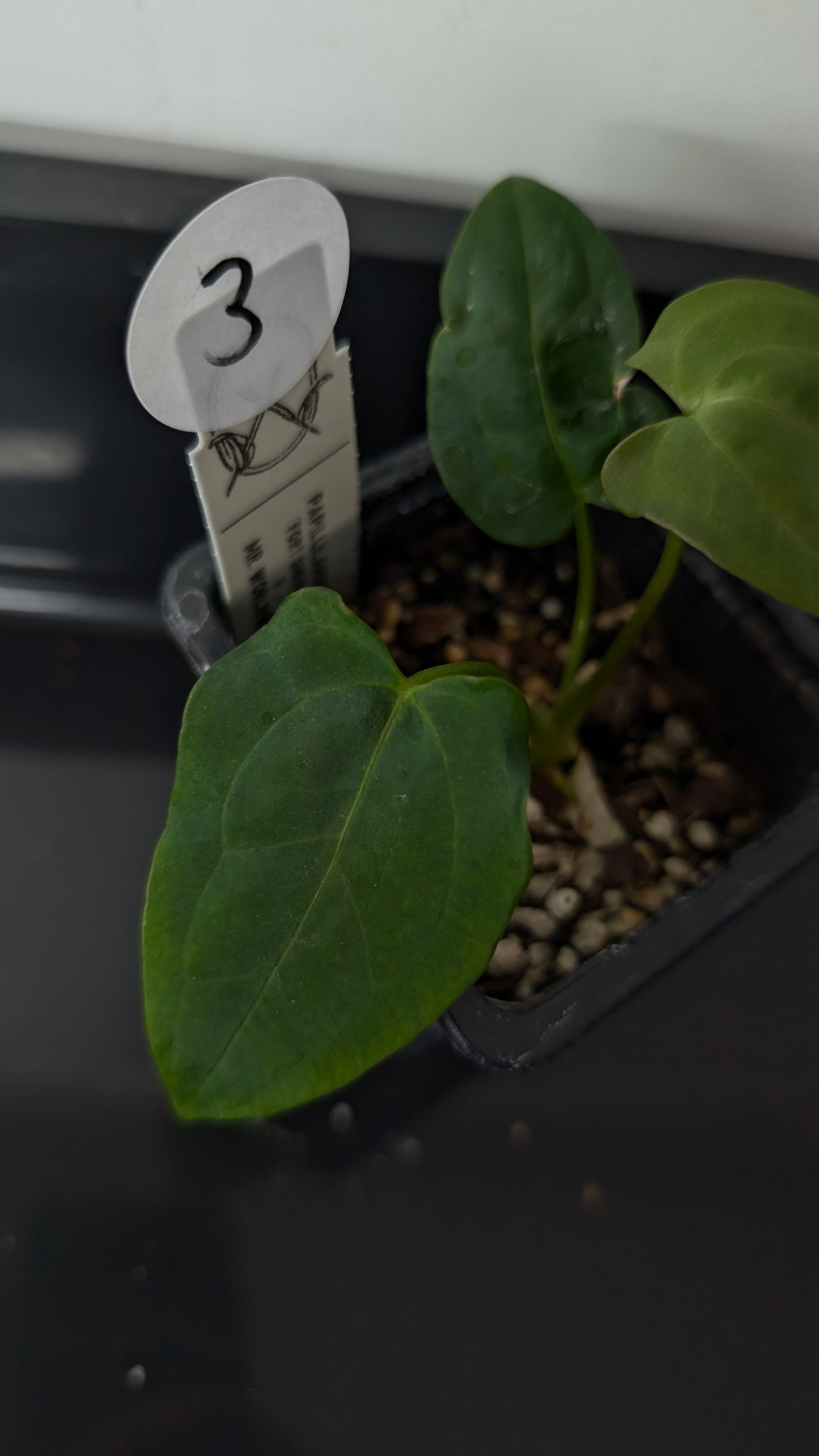 Anthurium Papillilaminum 'Fort Sherman' x Mr. Worldwide