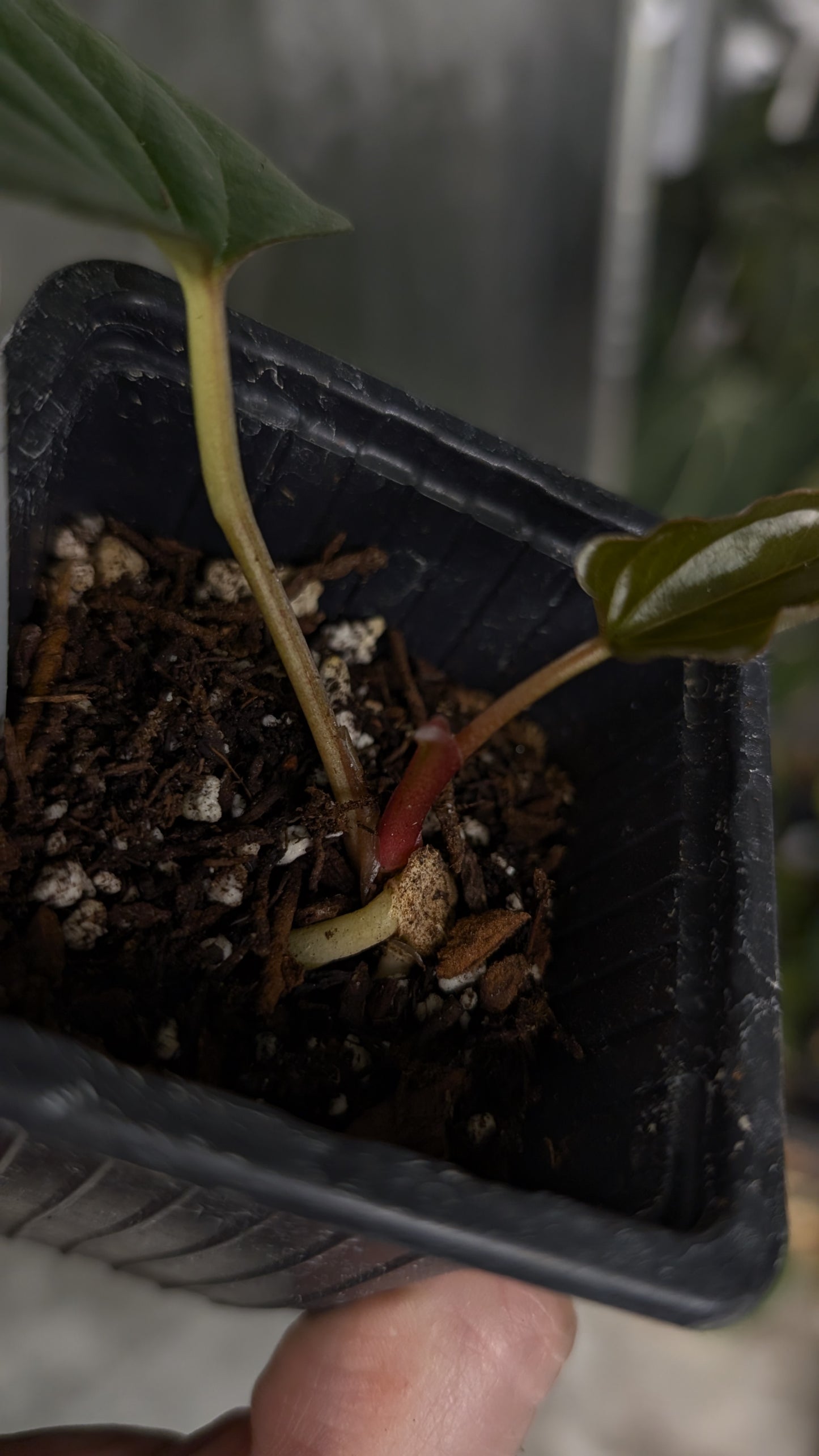 Anthurium 'Steelfin' clone