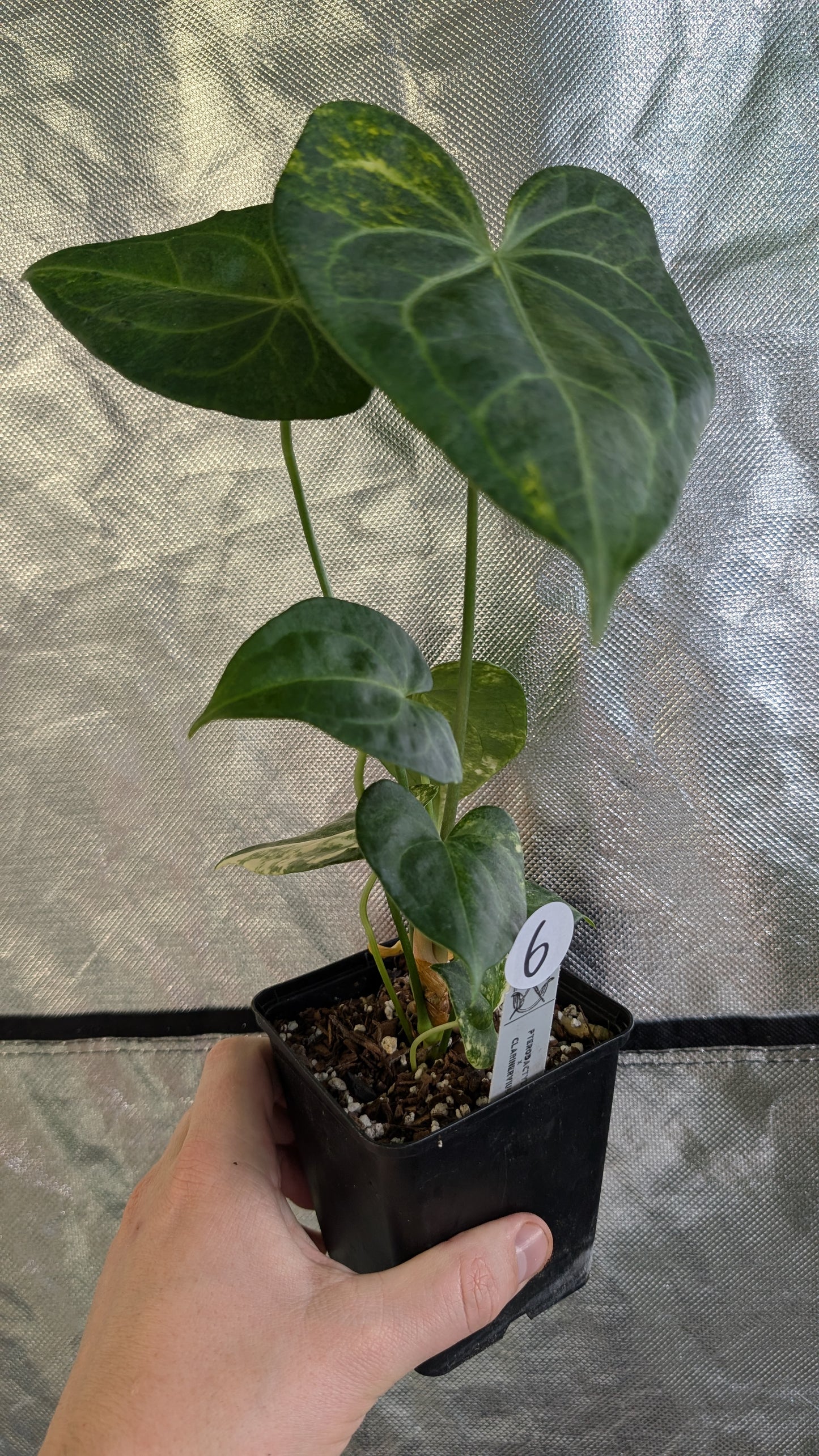 Variegated Anthurium Pterodactyl variegata x Clarinervium