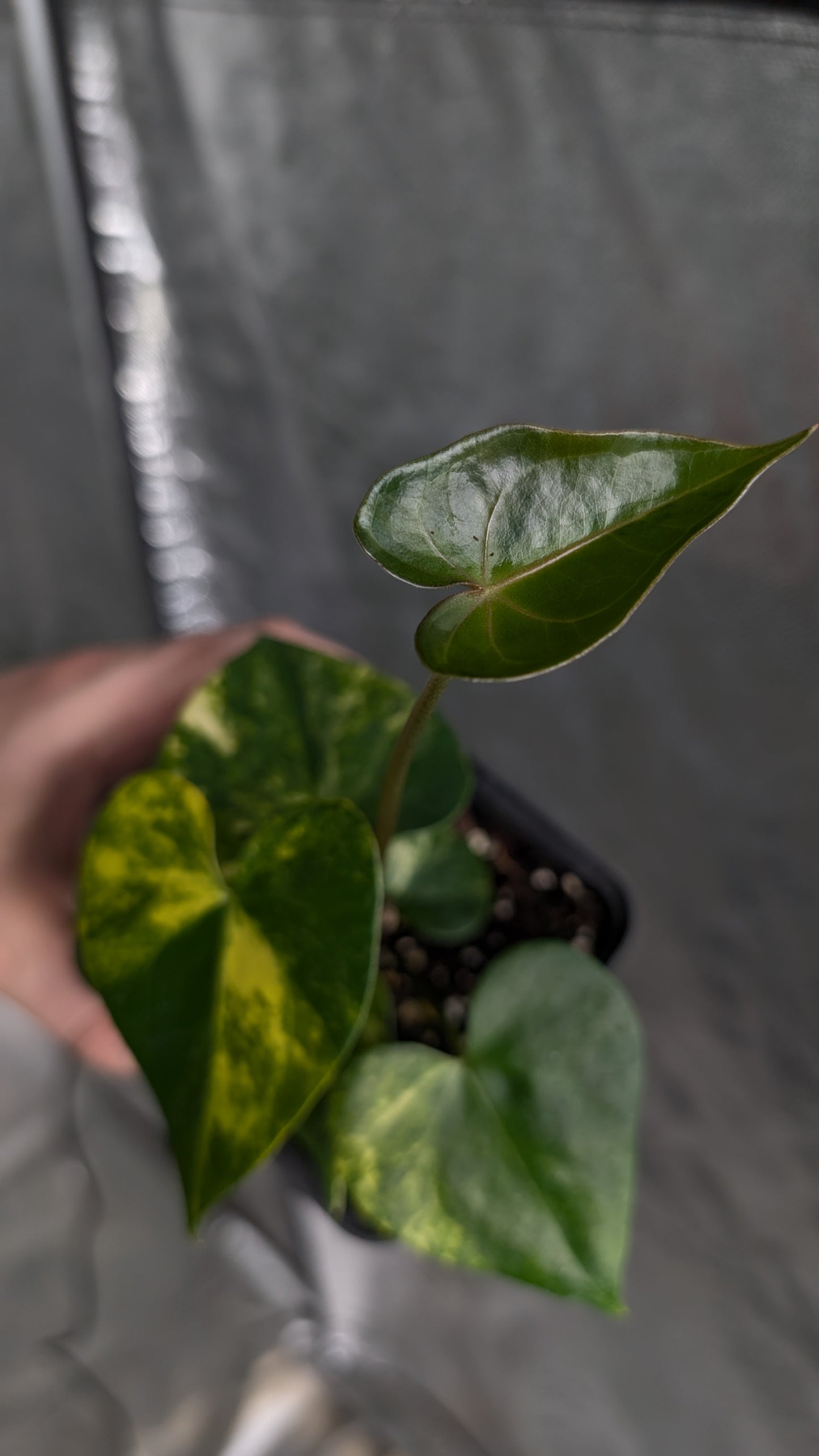 *Variegated* Anthurium Pterodactyl variegata x Clarinervium (or x self)