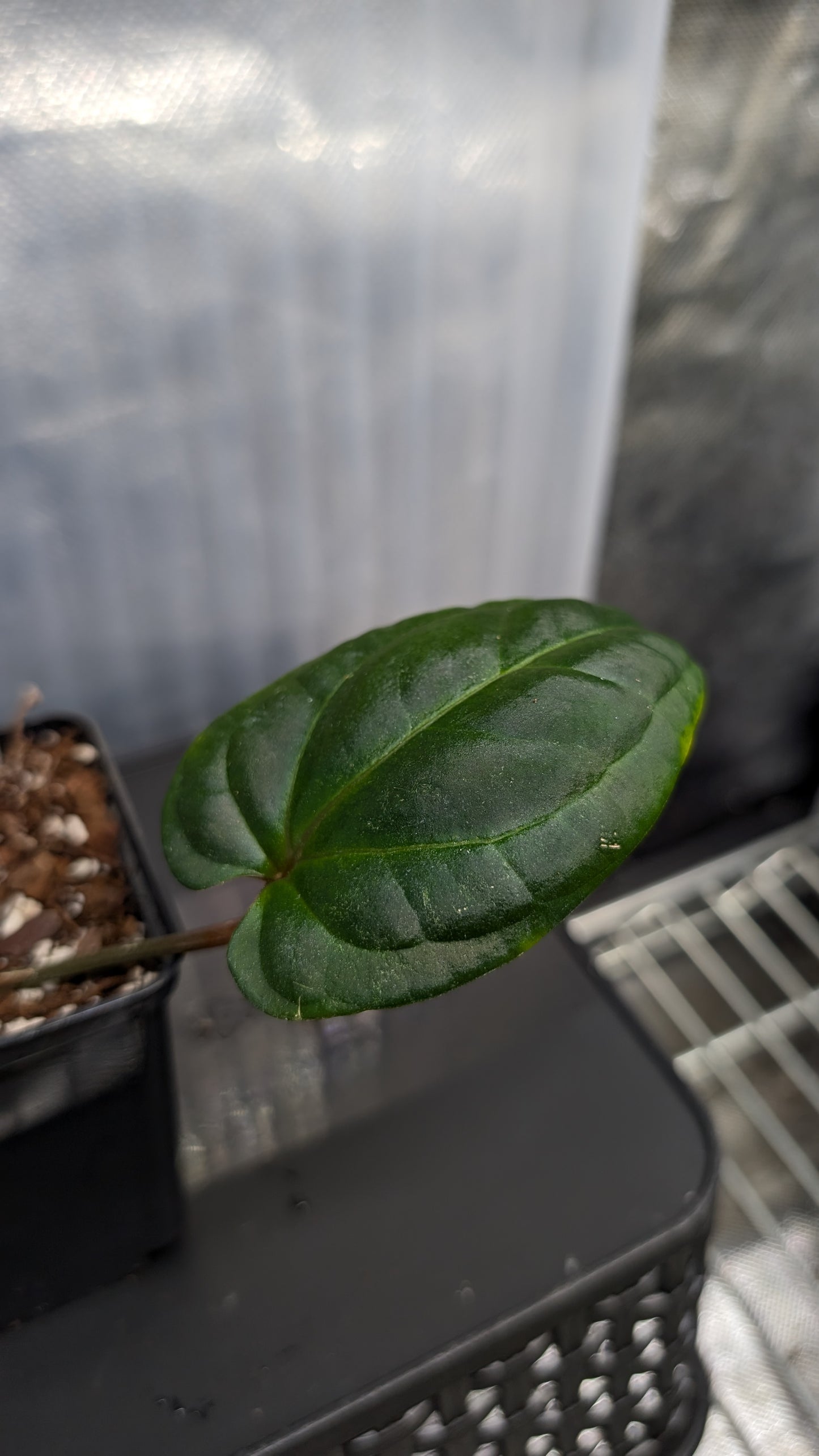 Anthurium Besseae aff. 'Black Pillow'