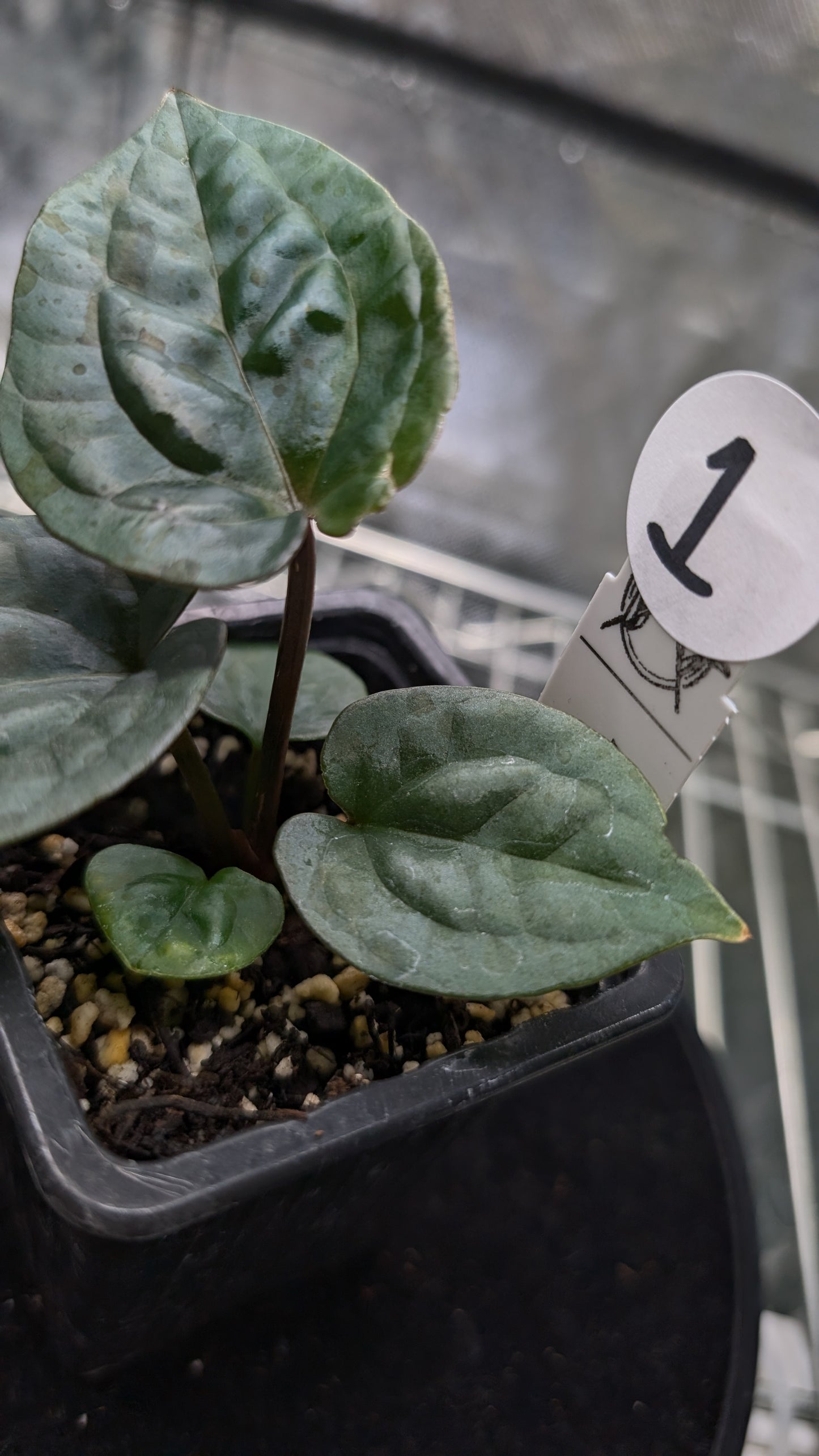 Anthurium 'Ace of Spagetii' x Luxurians