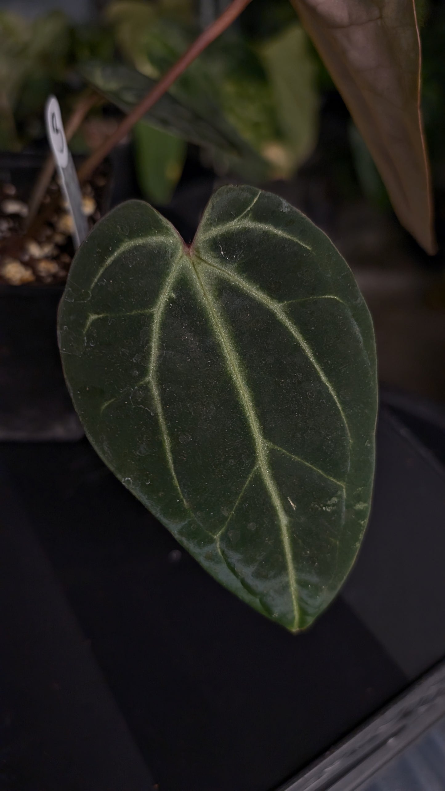 Anthurium Doc Block Zara x Michelle 'Selected Dark Form' x Besseae aff. 'Black Pillow'