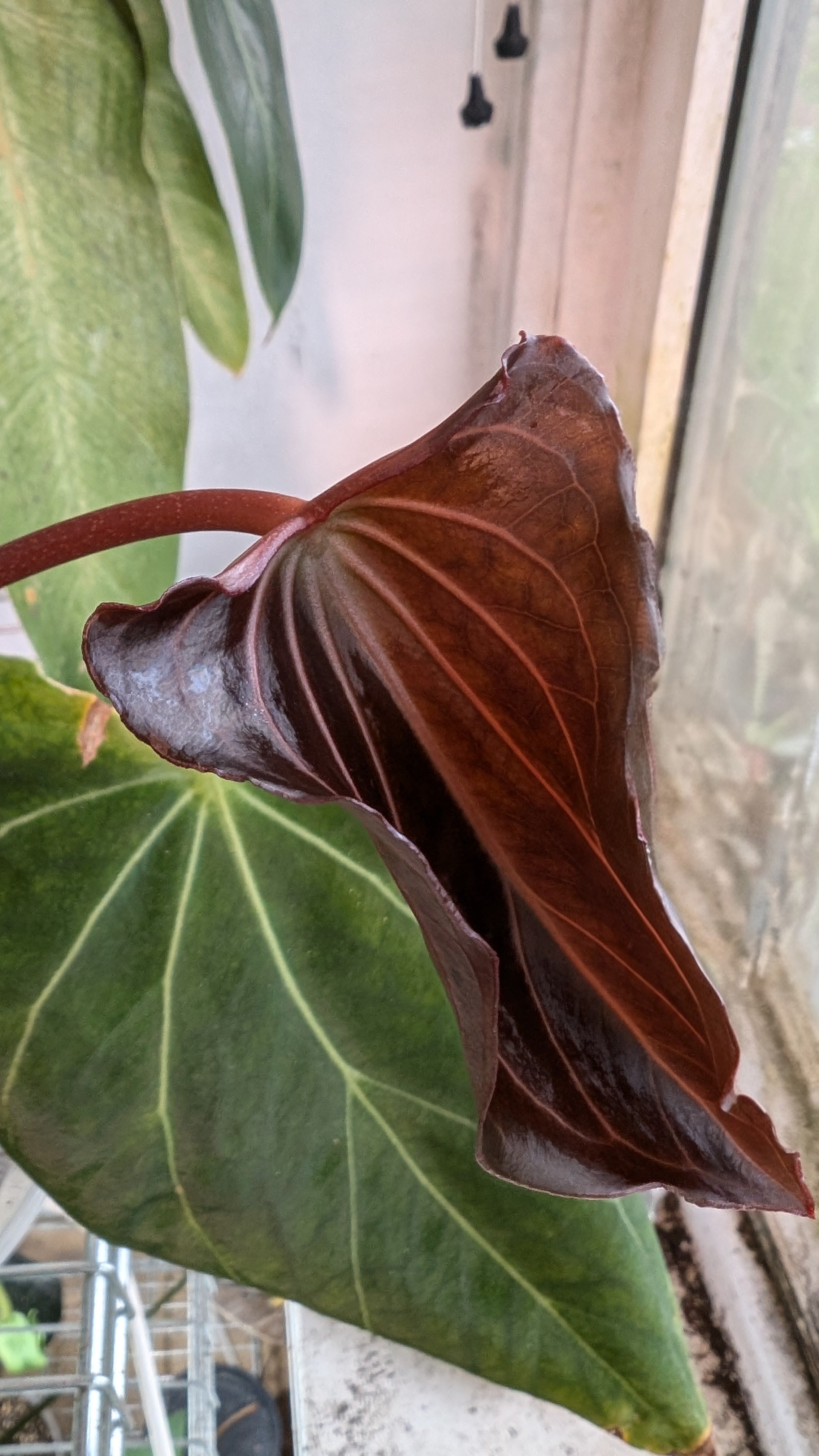Anthurium Black Widow 13 x 43 clone – Curious Plants