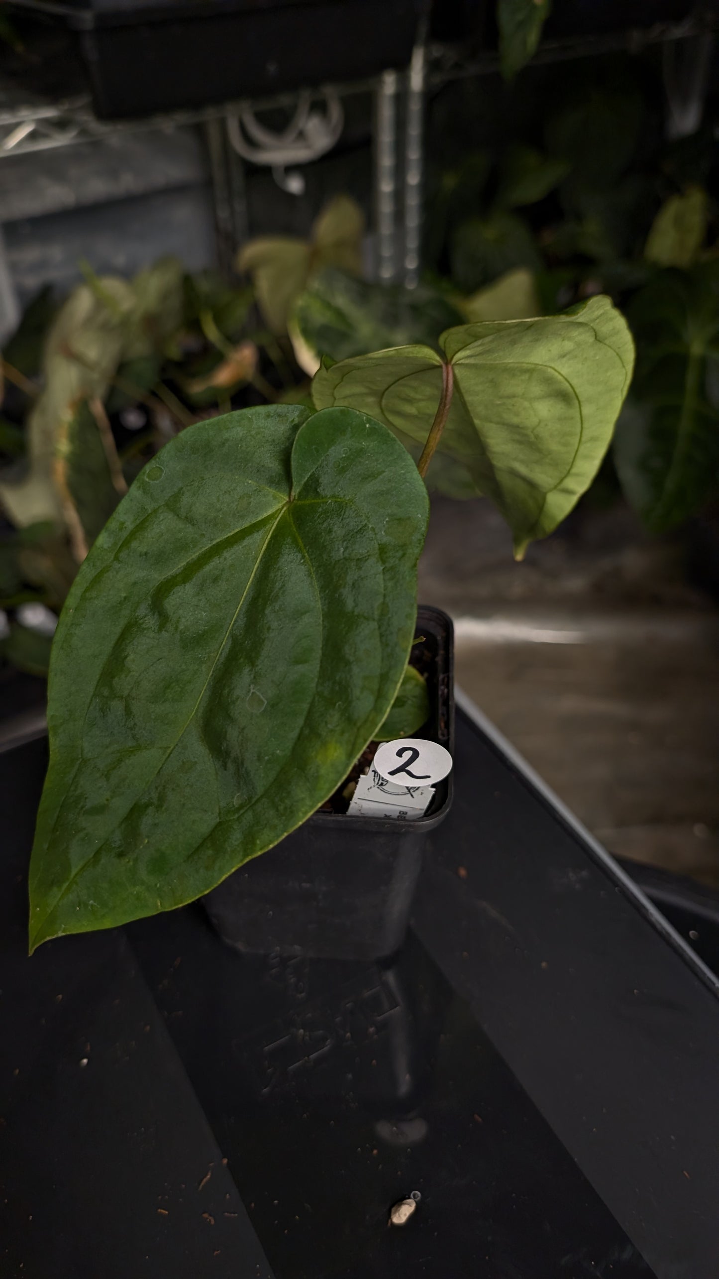Anthurium [Besseae aff. x Forgetii dark] x BVEP Round x Felix