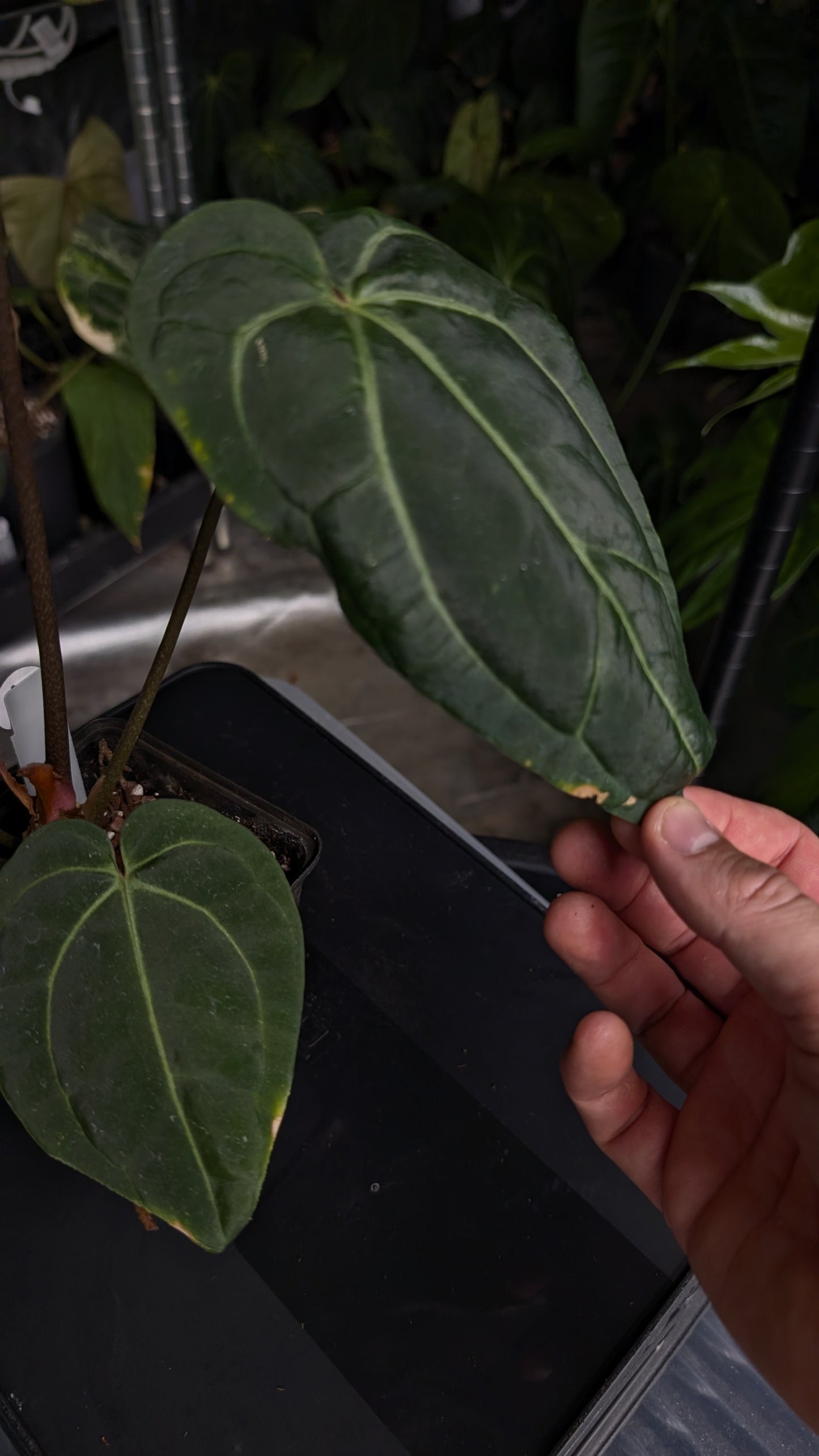 Anthurium Doc Block Zara x Michelle 'Selected Dark Form' x Besseae aff. 'Black Pillow'