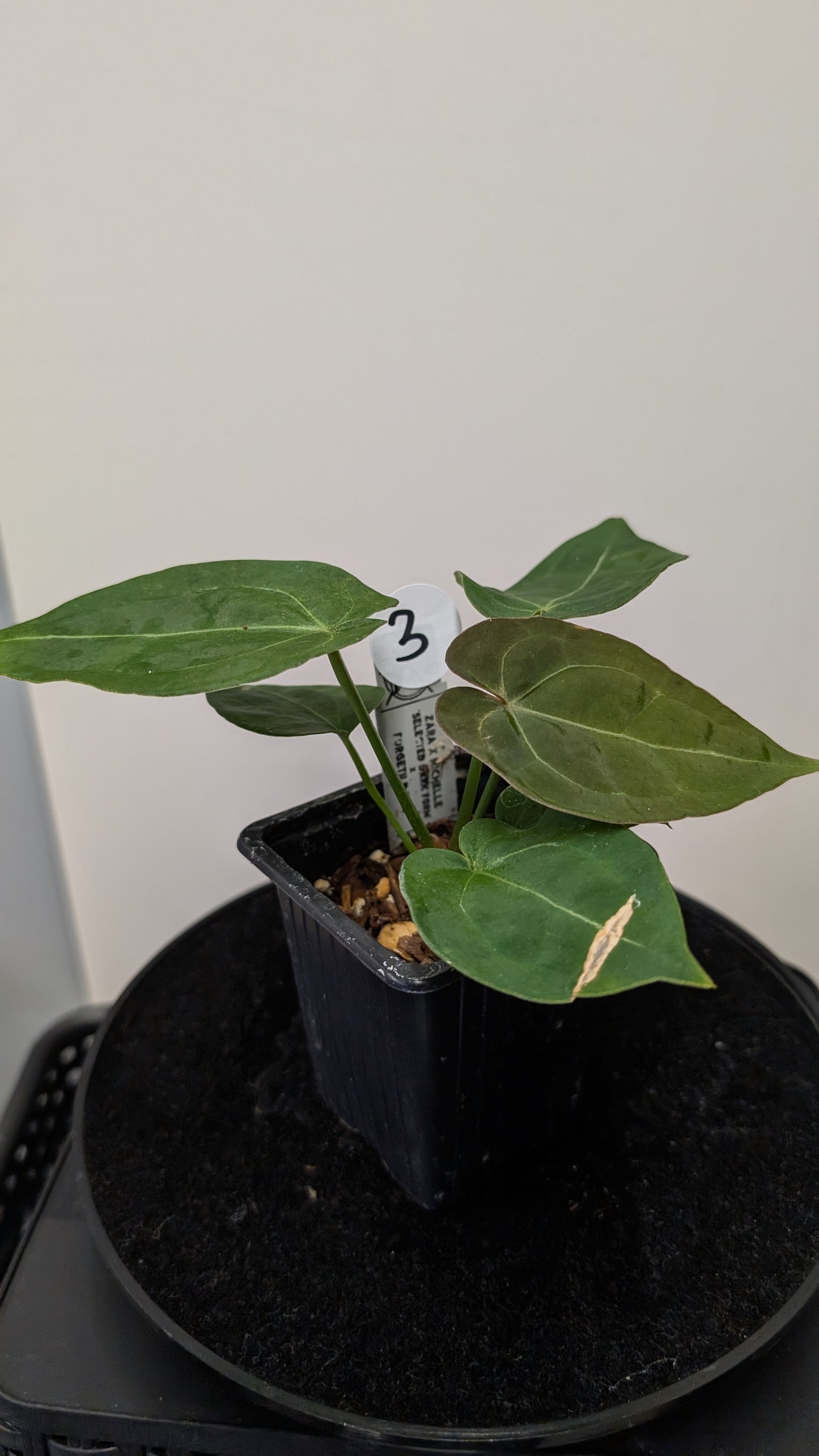 Anthurium Doc Block Zara x Michelle 'selected dark form' x Forgetii Dark