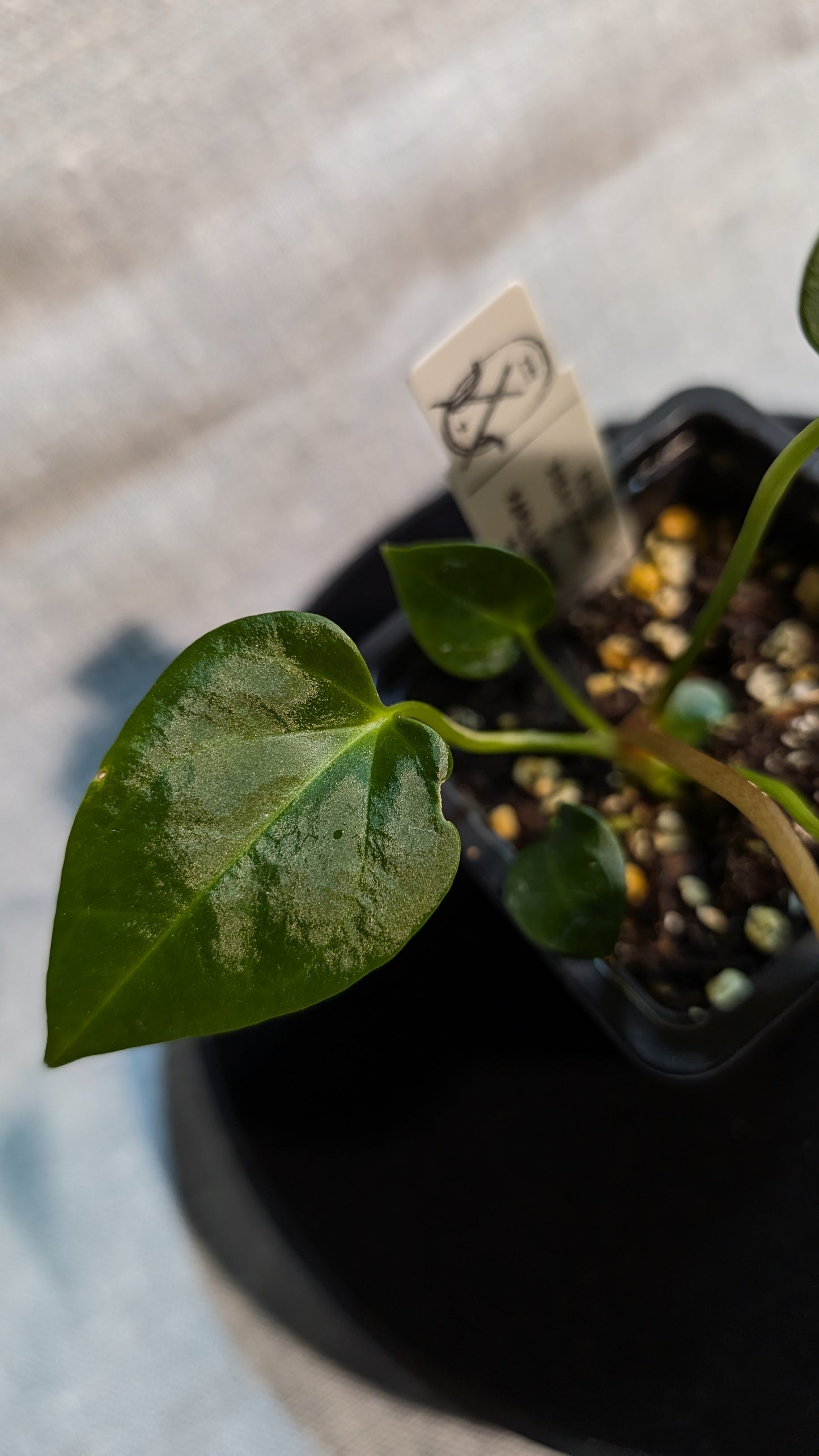 Anthurium Regale 'Dream Catcher' x Papillilaminum 'Daniel'