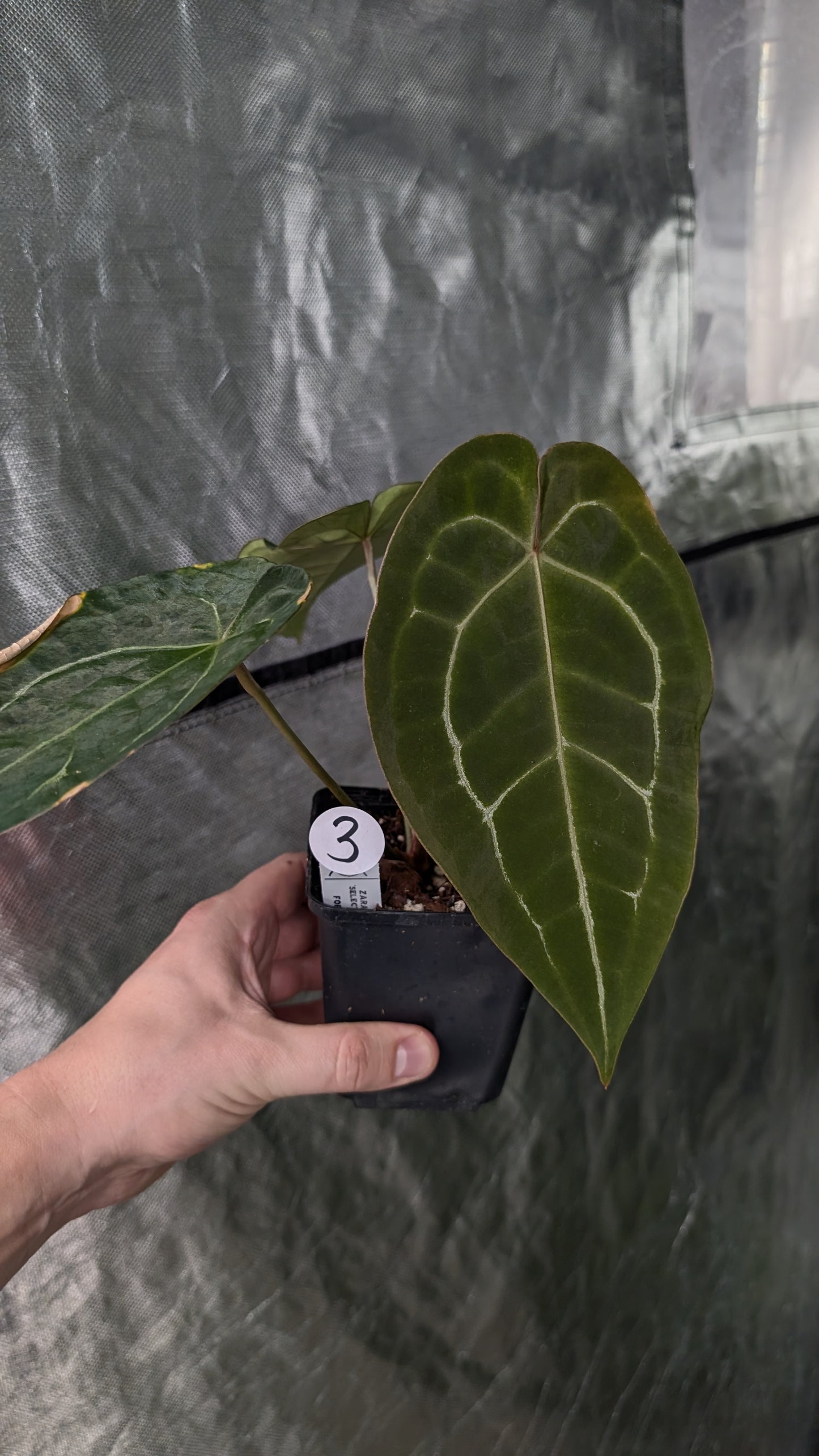 Anthurium Doc Block Zara x Michelle 'selected dark form' x Forgetii Dark