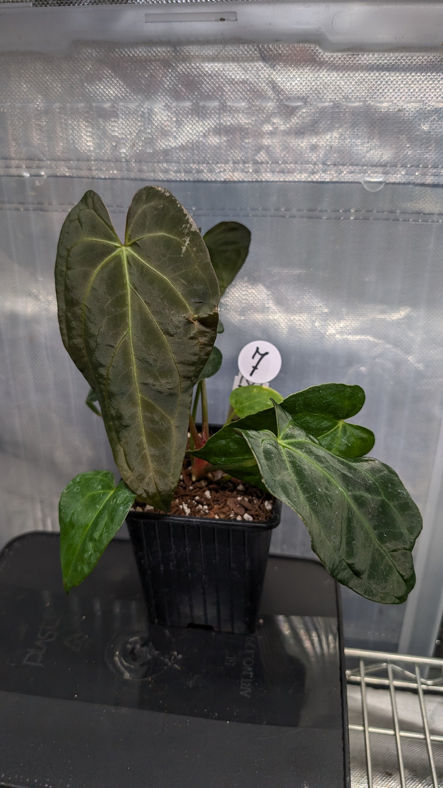 Anthurium Silver Blush Mint variegated x Papillilaminum 'Daniel'