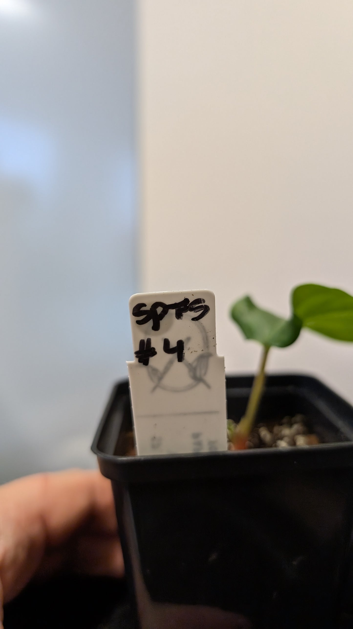 Anthurium SPFS #4 clone (Sp Silver Peru wide sinus x Papillilaminum Fort Sherman)