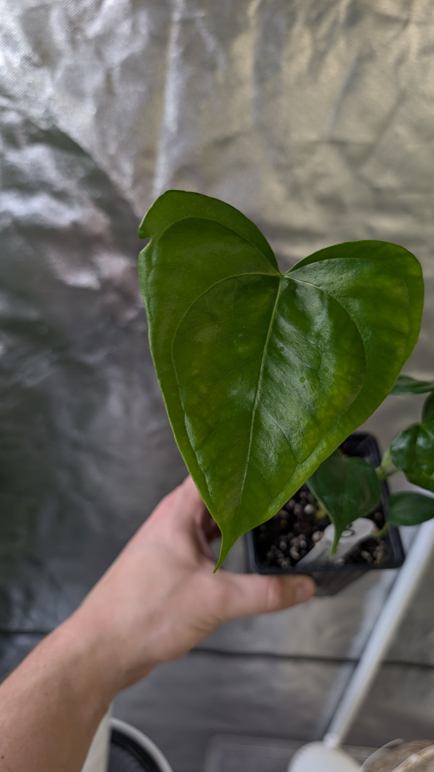 Anthurium Pterodactyl x self