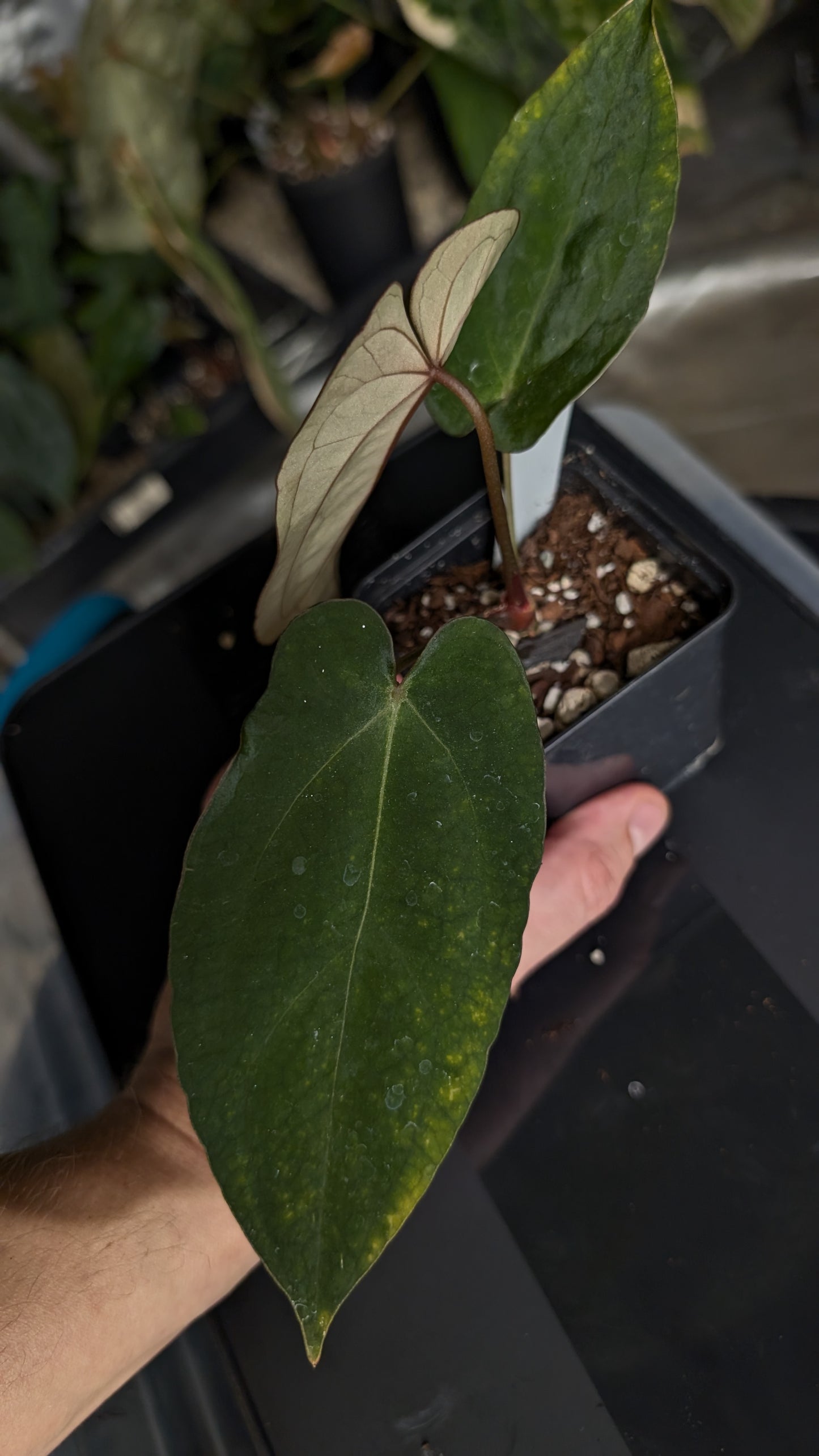 Anthurium Ace of Spagetii x BVEP 'Round x Felix'
