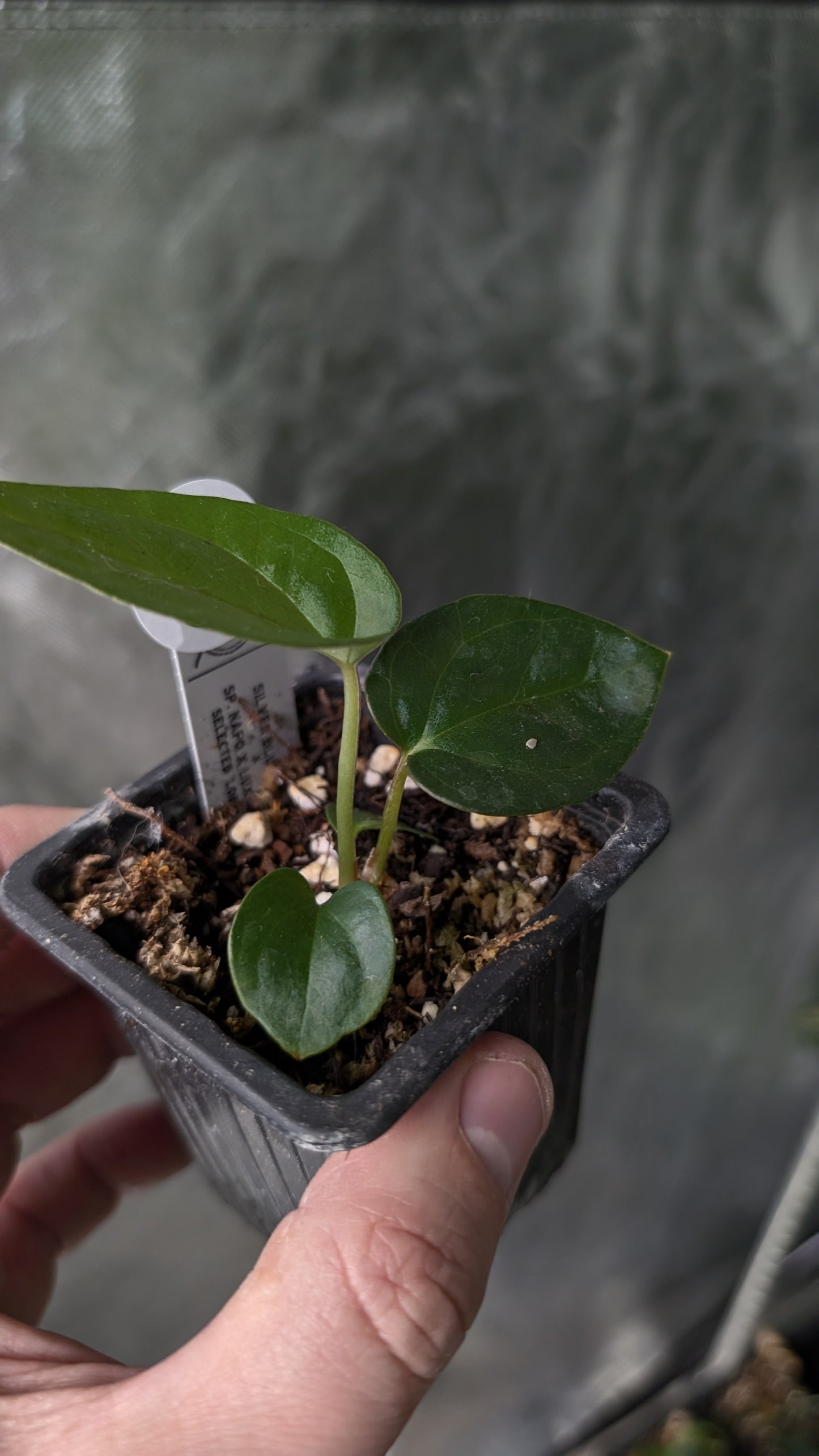 Anthurium Silver Blush Mint x Sp. Napo x Luxurians
