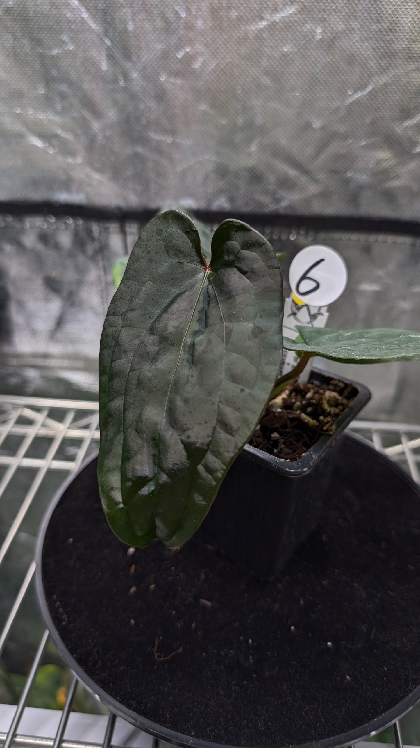 Anthurium 'Ace of Spagetii' x Luxurians