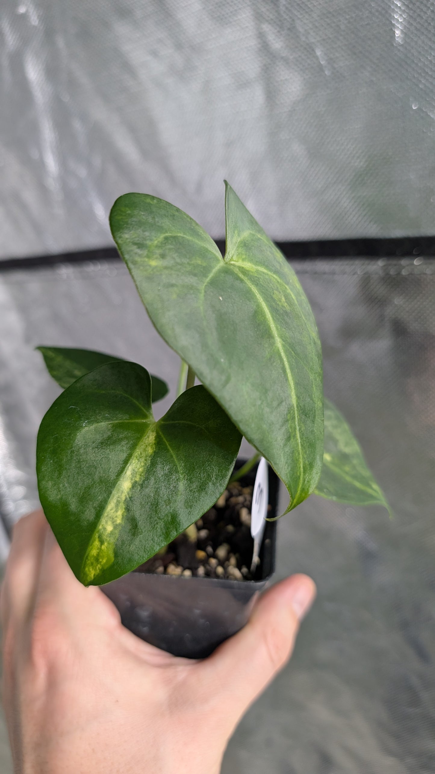 *Variegated* Anthurium Pterodactyl variegata x Clarinervium (or x self)
