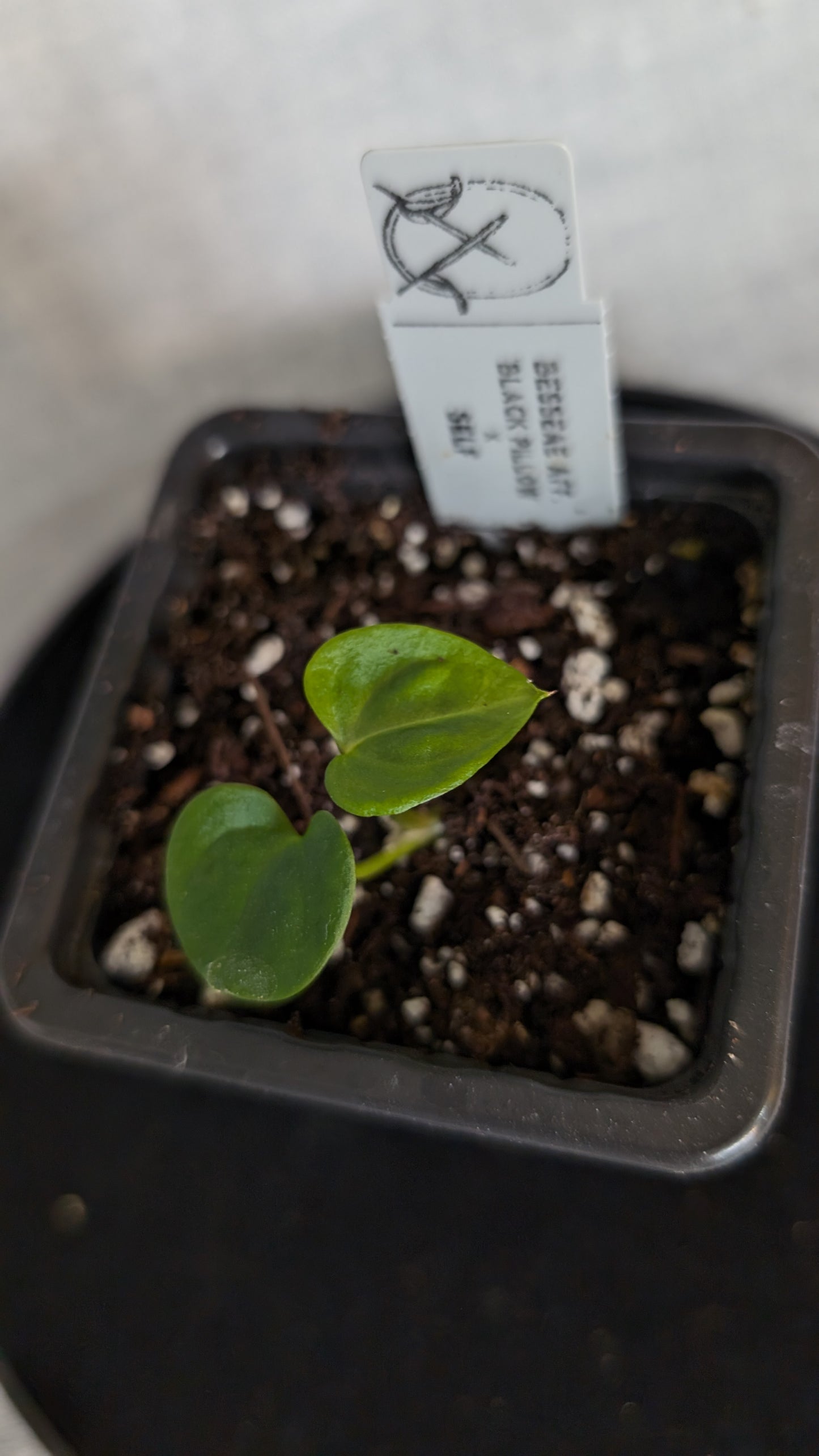 Anthurium Besseae aff. 'Black Pillow'