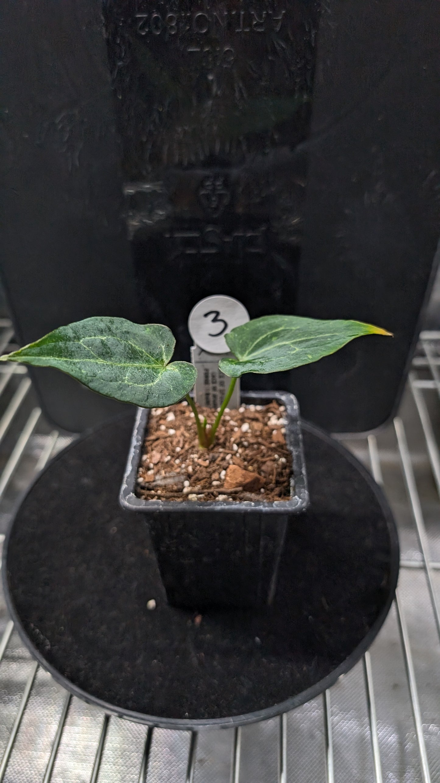 Anthurium Ace of Spagetii F2 (Ace of Spades x Forgetii) F2