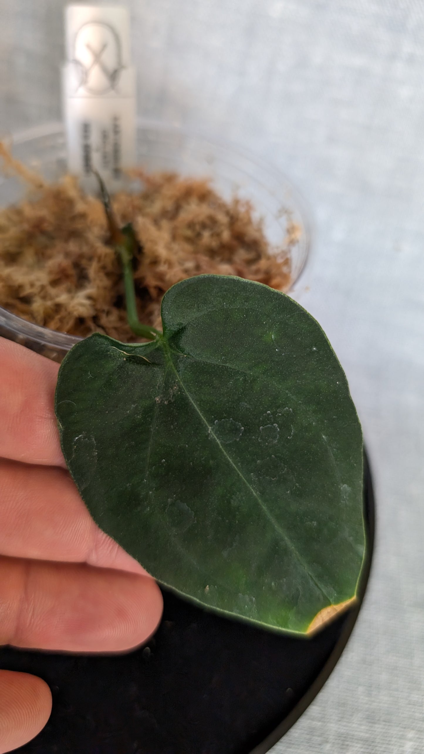 Anthurium Goliath x Red Spider